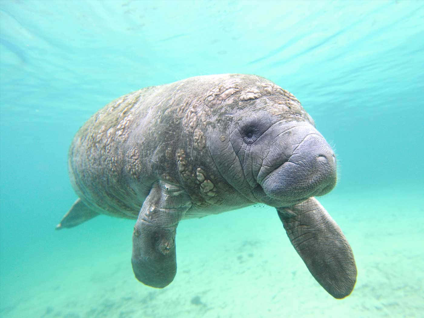 manatee, clear turquoise water, sandy bottom, HD Desktop Wallpaper