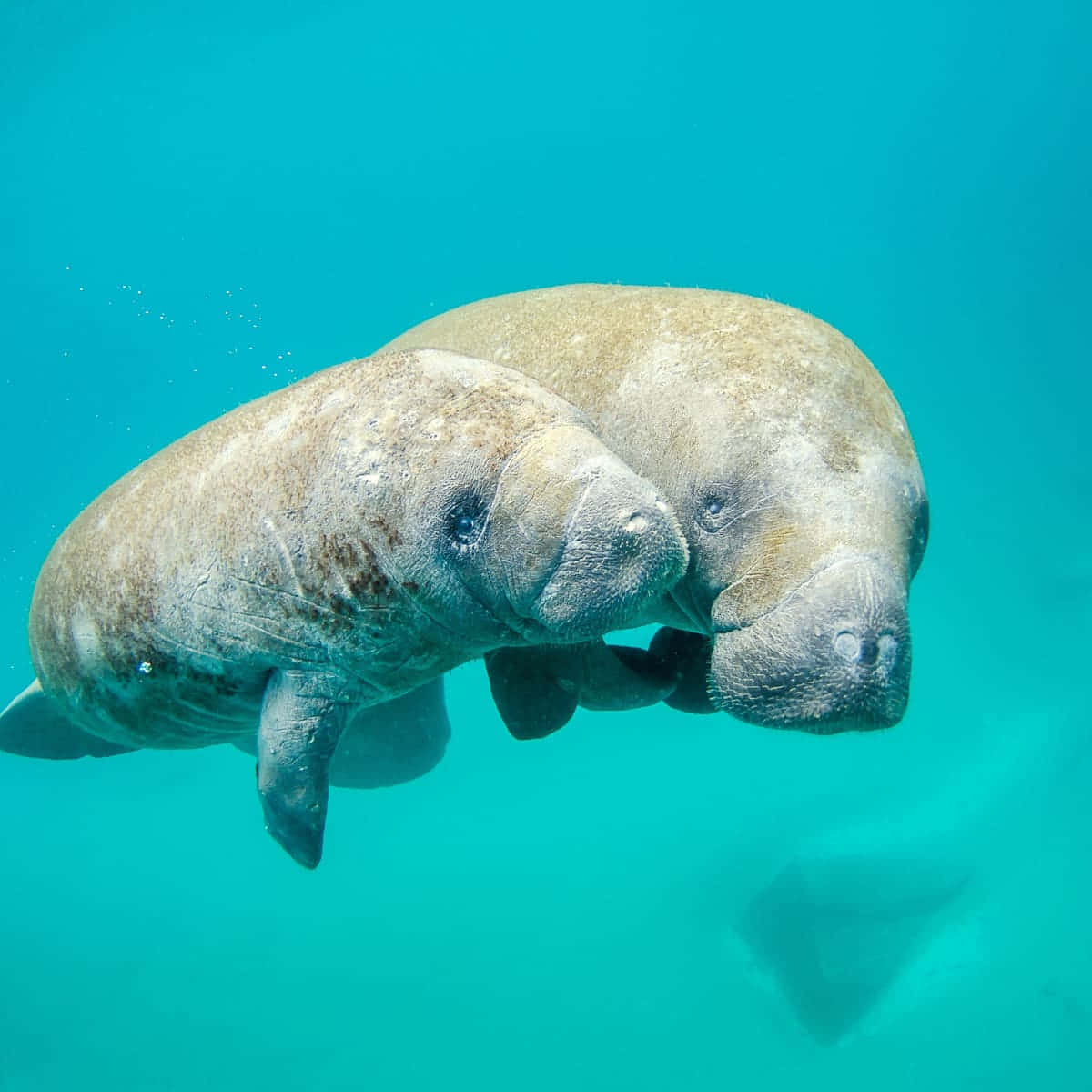 Manatee, turquoise water, swimming, SD Desktop Wallpaper