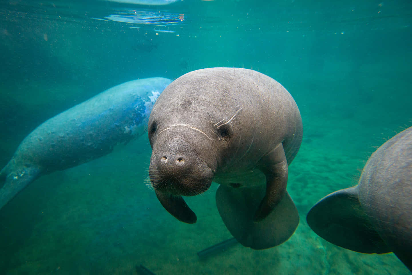 manatee, underwater, turquoise water, HD Desktop Wallpaper
