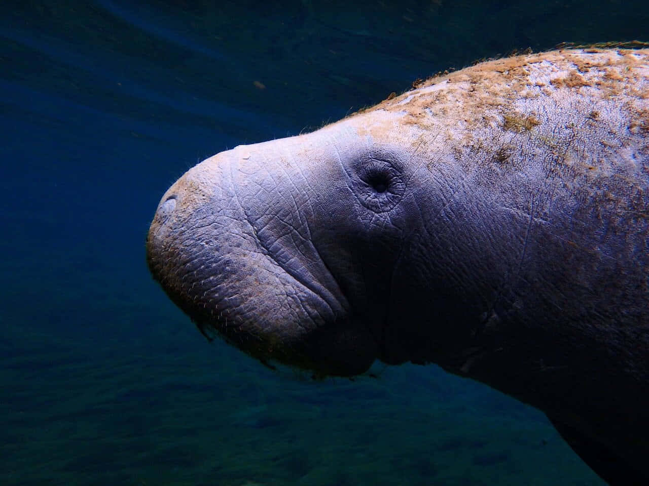 manatee, wrinkled gray skin, algae patches, HD Desktop Wallpaper