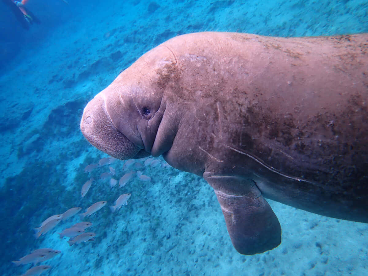 manatee, underwater, school of small fish, SD Desktop Wallpaper