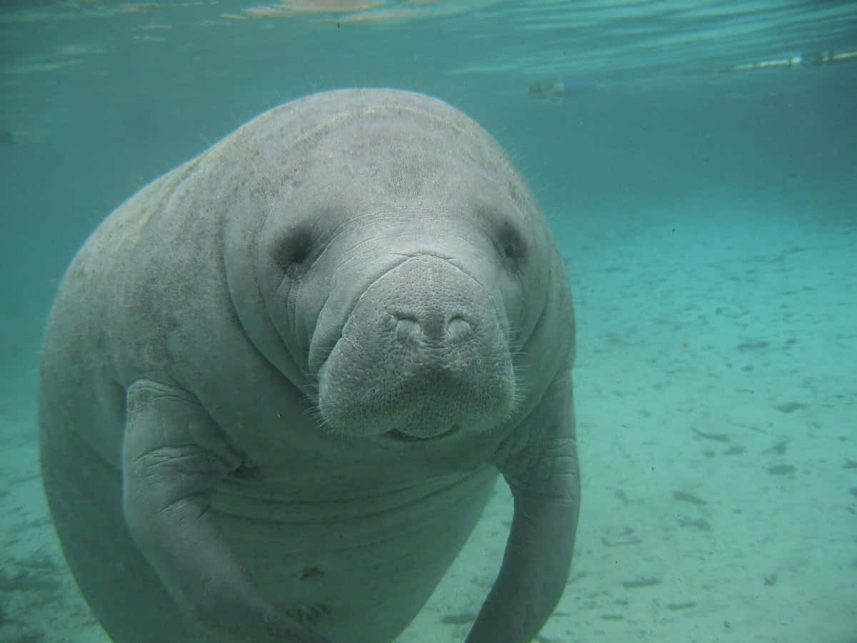 manatee, underwater, clear turquoise water, SD Desktop Wallpaper