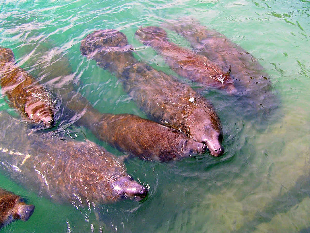 manatee, crystal clear water, turquoise water, SD Desktop Wallpaper