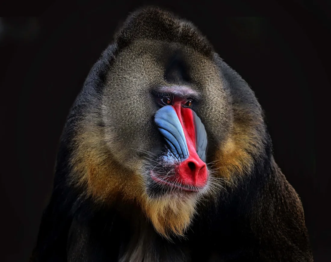 Mandrill