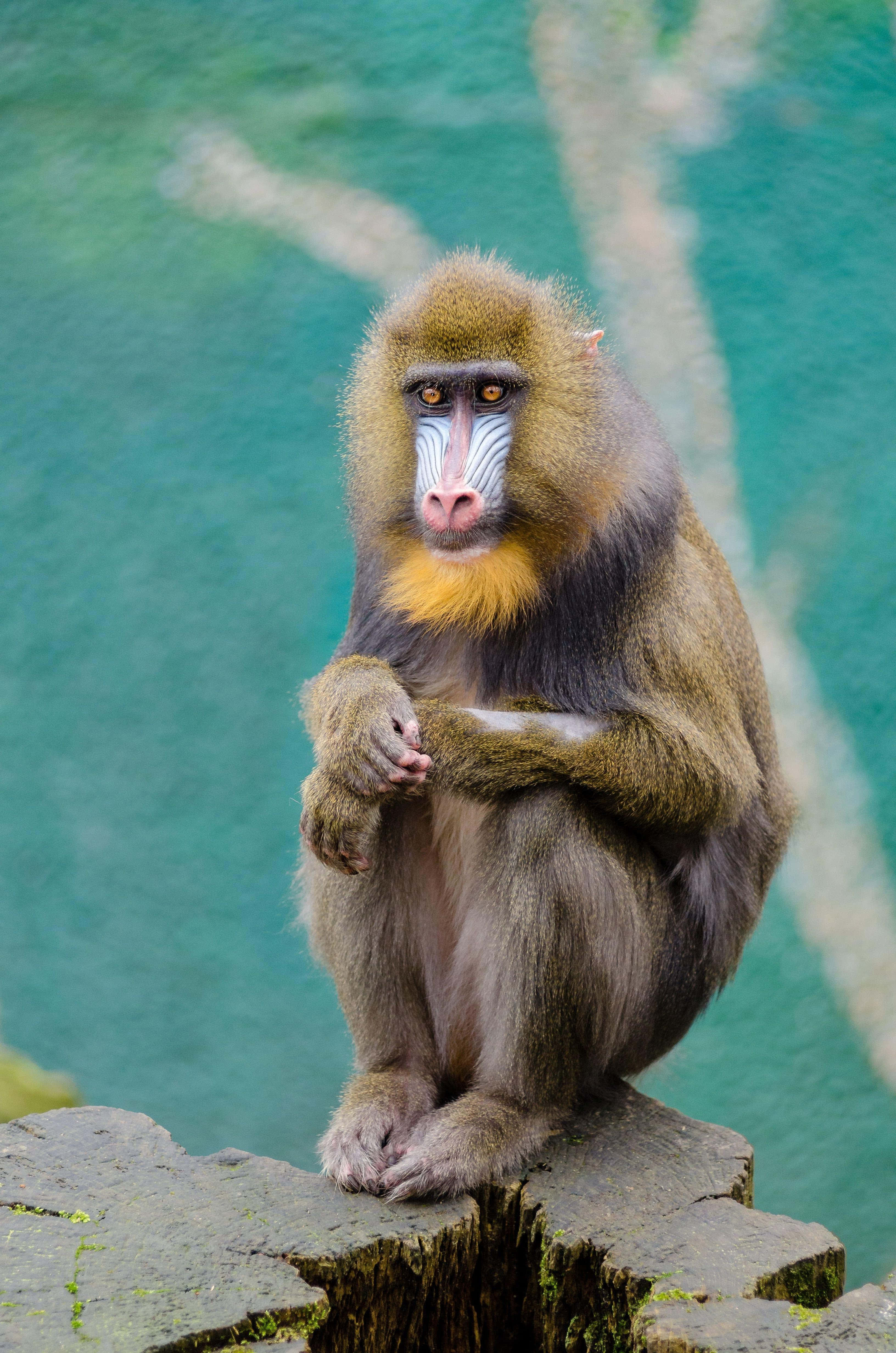 Mandrill, monkeyon rock, mossy rock, 4K Phone Wallpaper