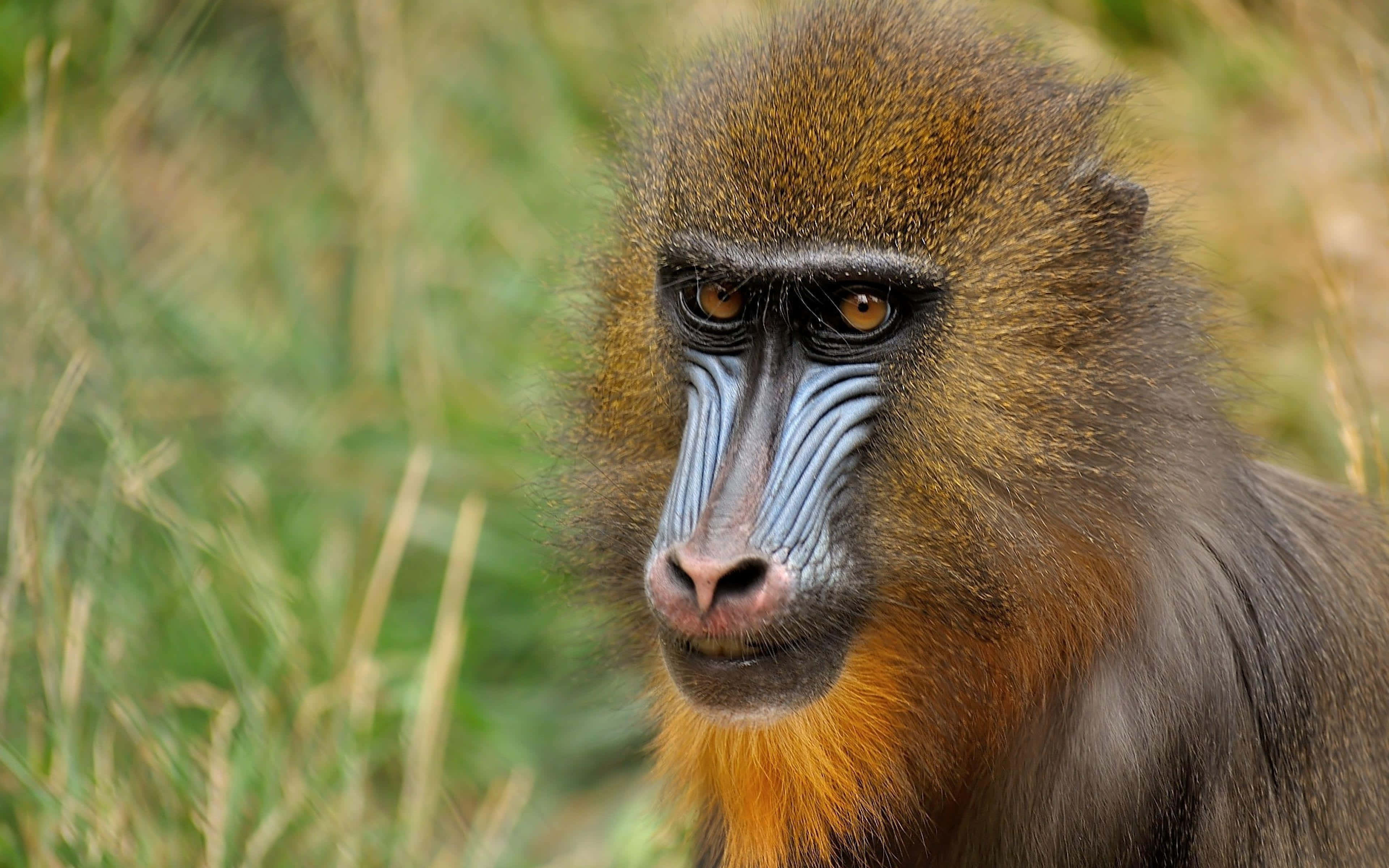 mandrill, blue and red facial markings, blurred green grassy background, 4K Desktop Wallpaper