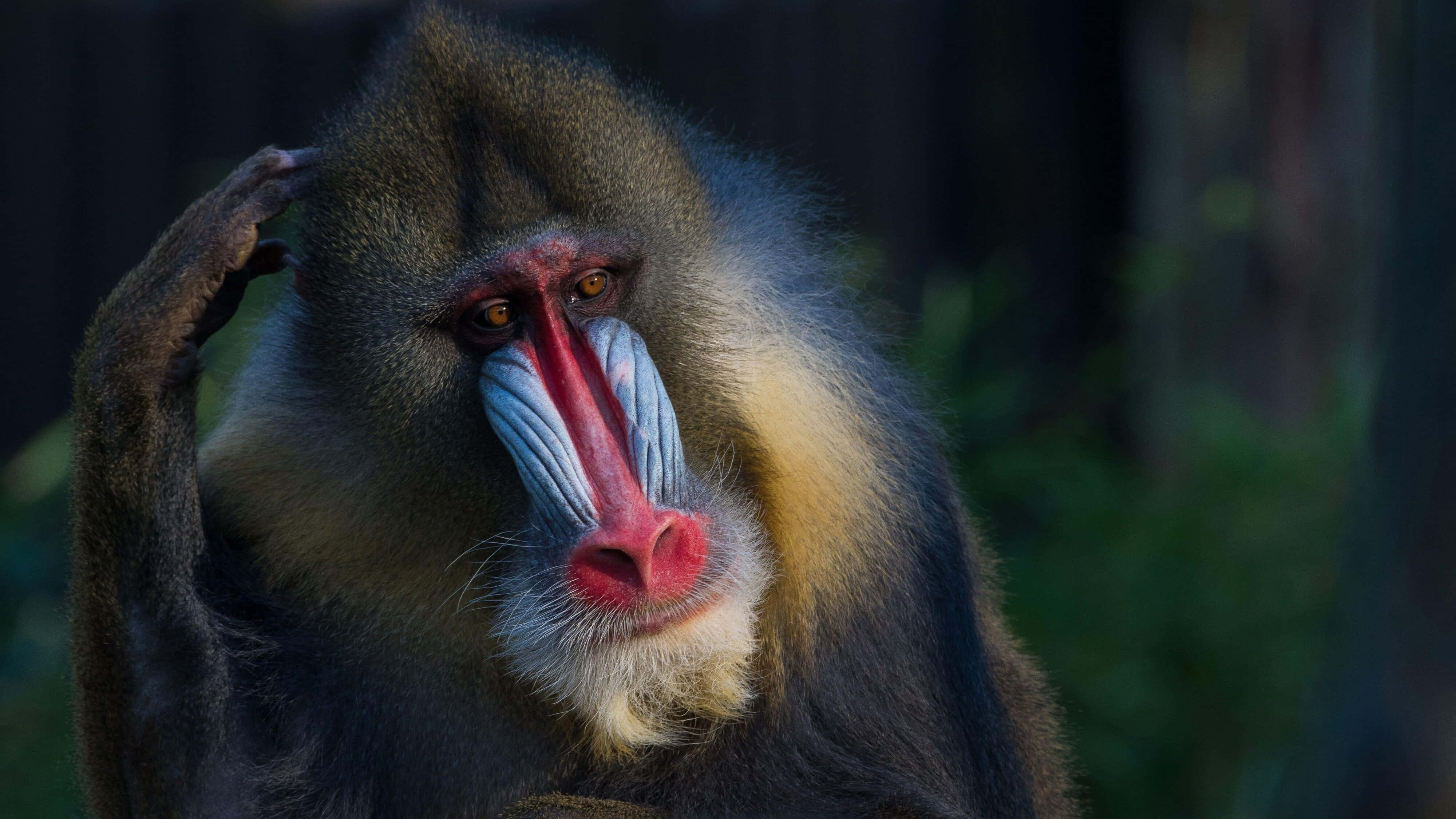 mandrill, vibrant red and blue facial features, scratching its head, 4K Desktop Wallpaper