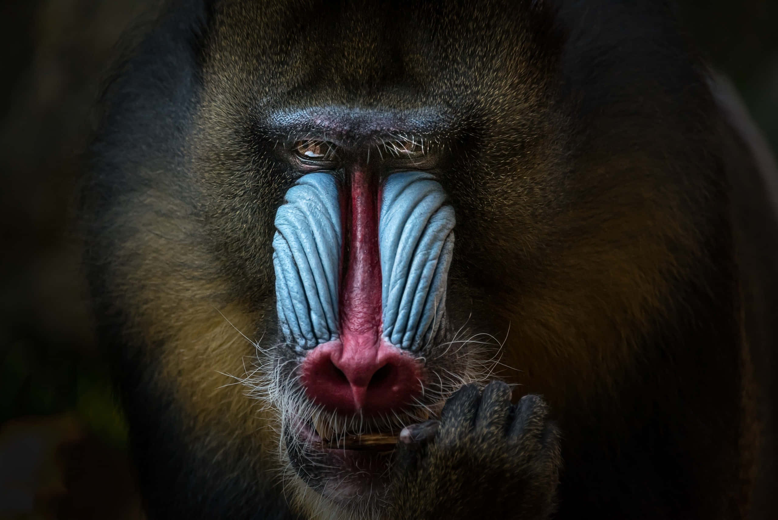 mandrill, blue facial skin, red facial skin, 2K Desktop Wallpaper