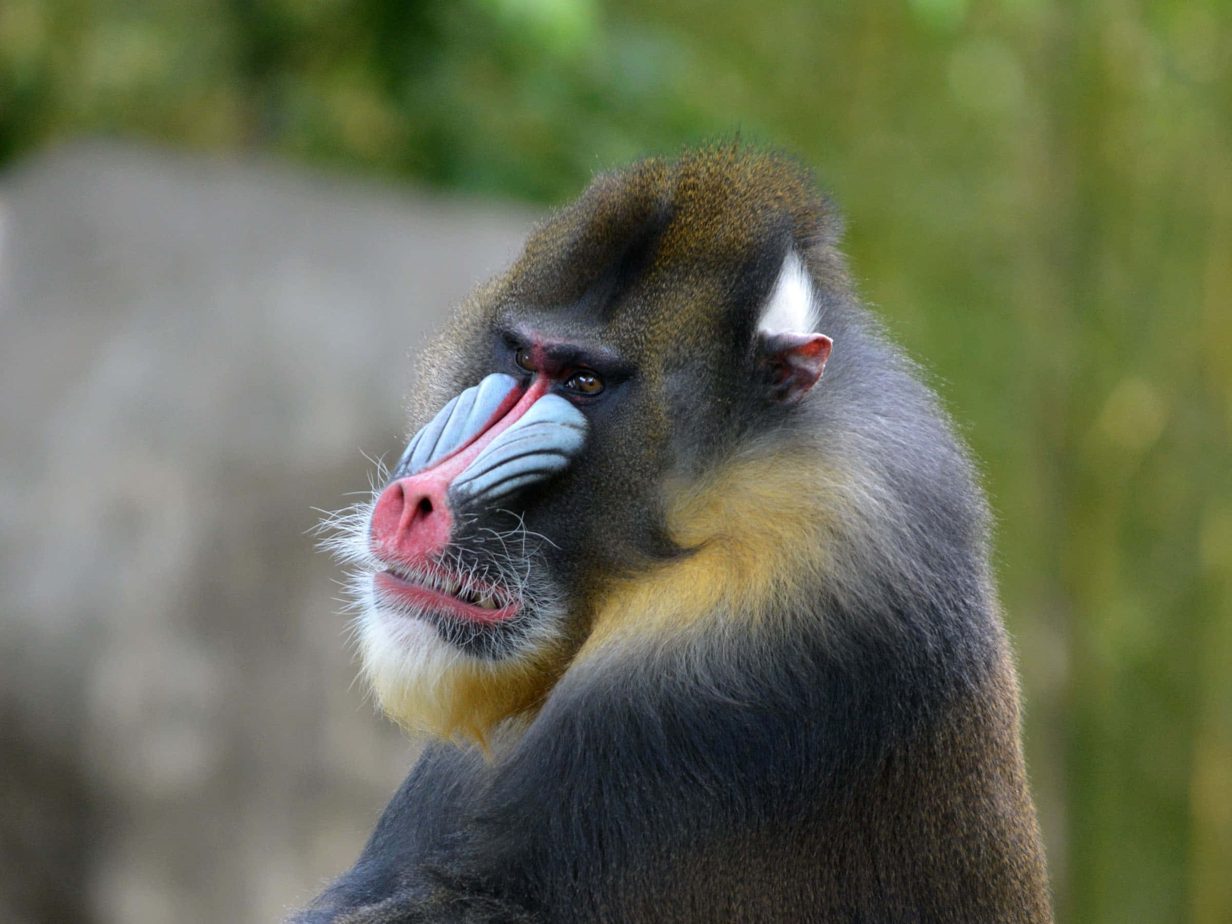 Mandrill, vibrant red and blue facial markings, yellow chest, Full HD Desktop Wallpaper