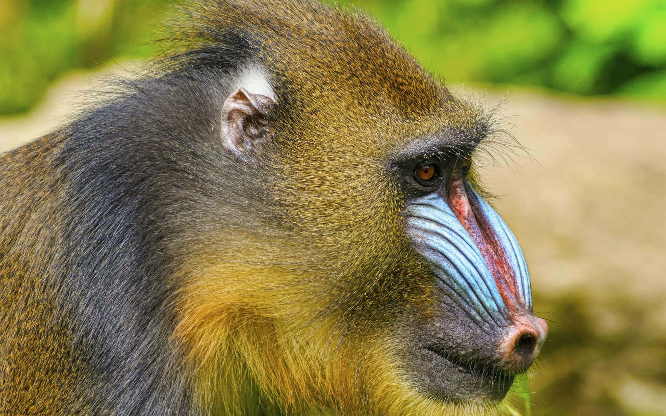 mandrill, blue and red face, soft green blurred background, 2K Desktop Wallpaper