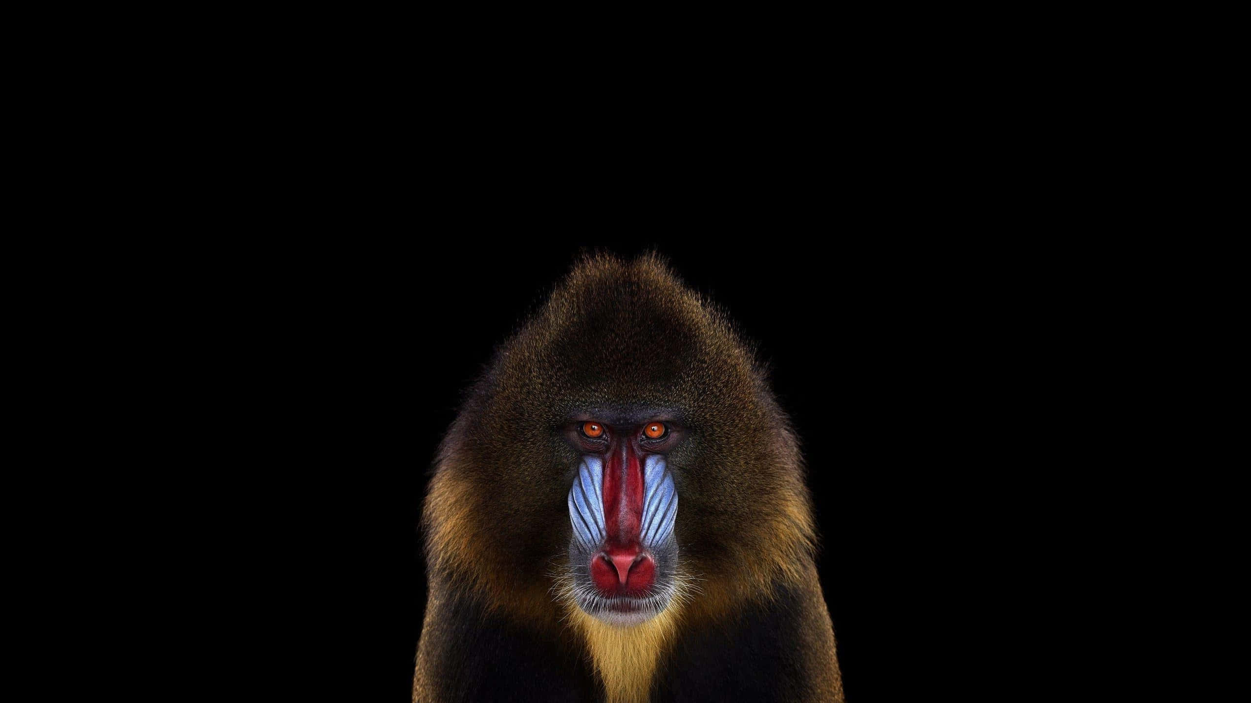 mandrill, red blue and orange facial markings, pure black background, 2K Desktop Wallpaper