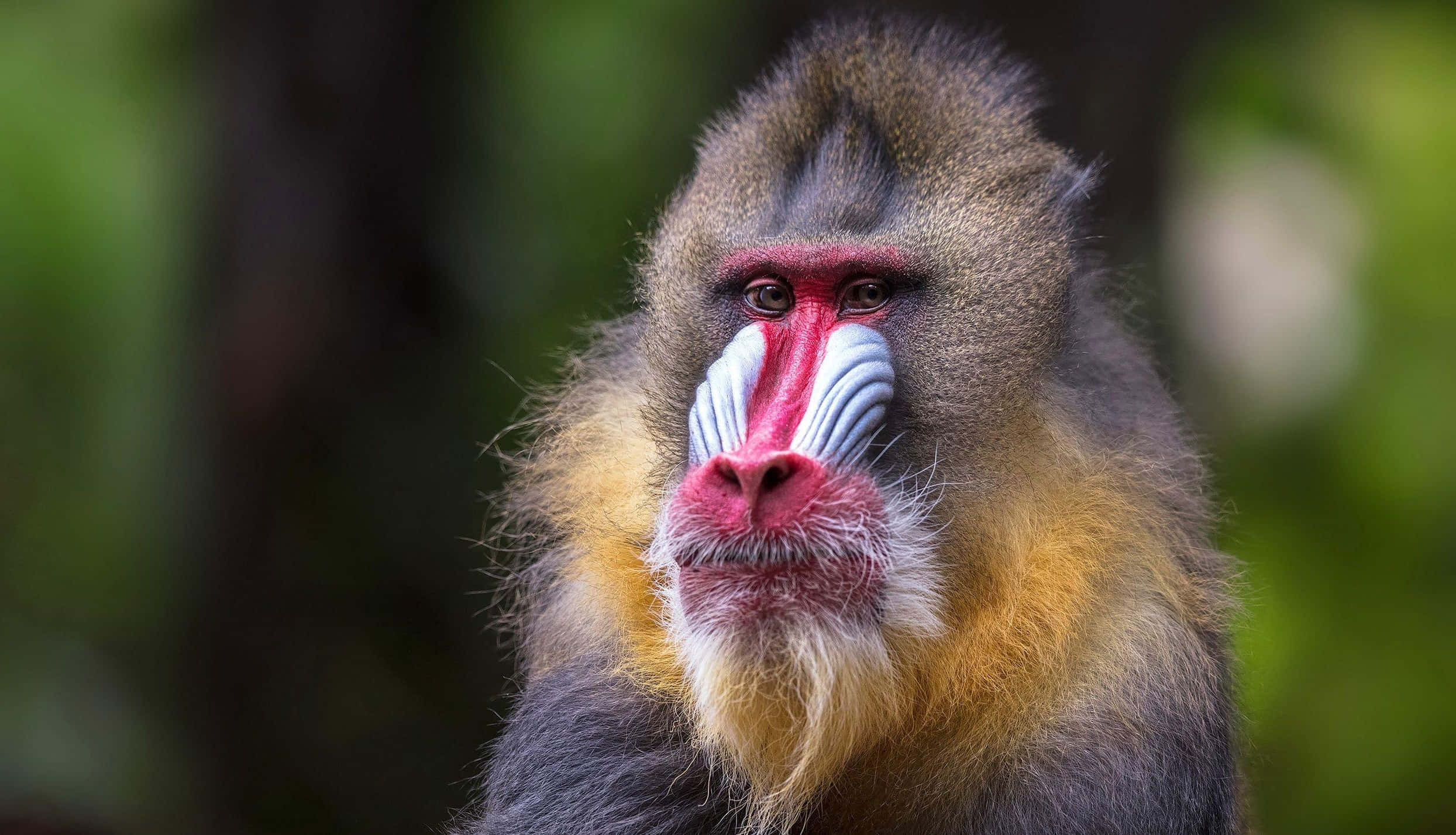mandrill, vivid red and blue facial markings, blurred green forest background, Full HD Desktop Wallpaper