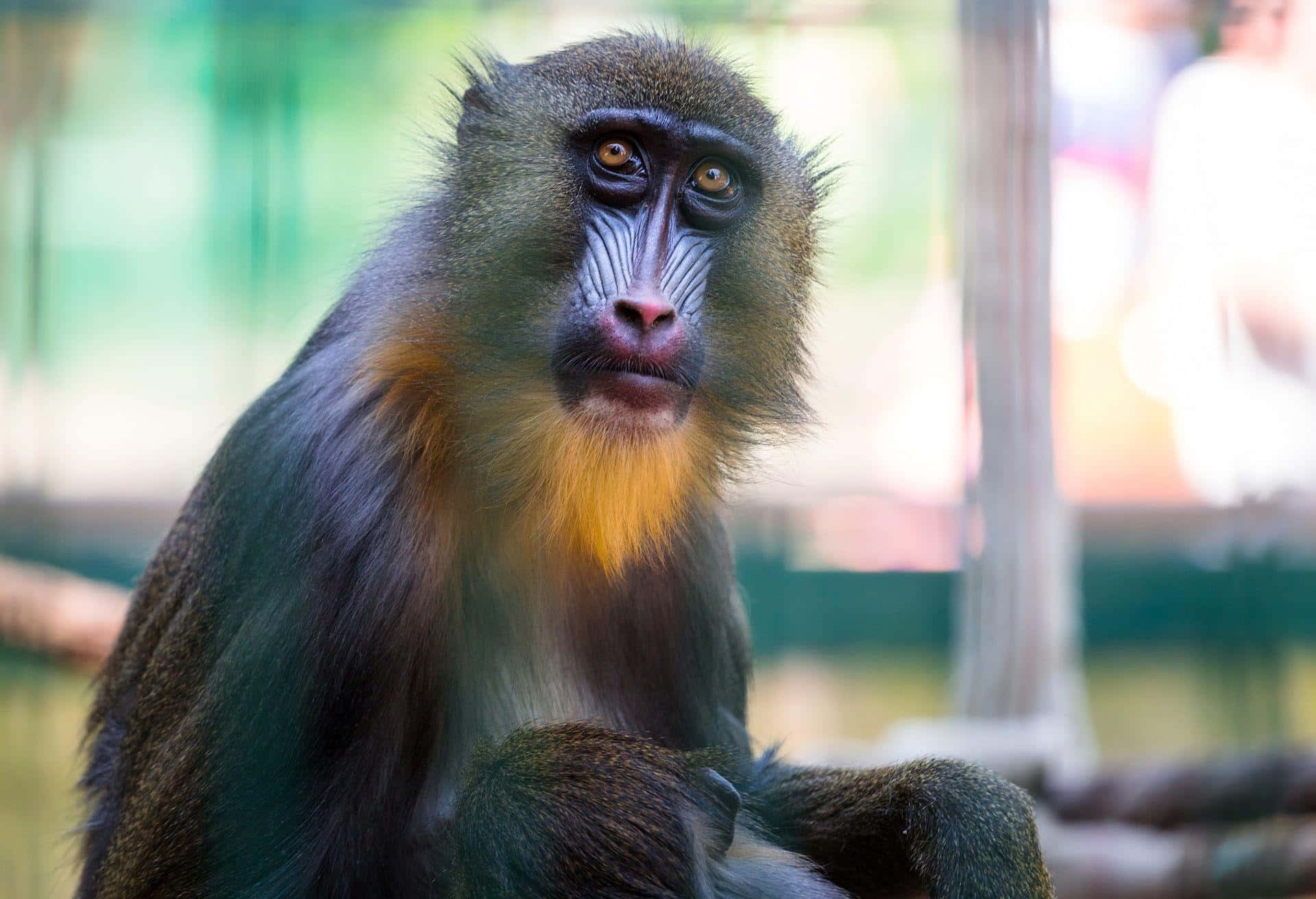 mandrill, orange and blue facial markings, close-up, Full HD Desktop Wallpaper