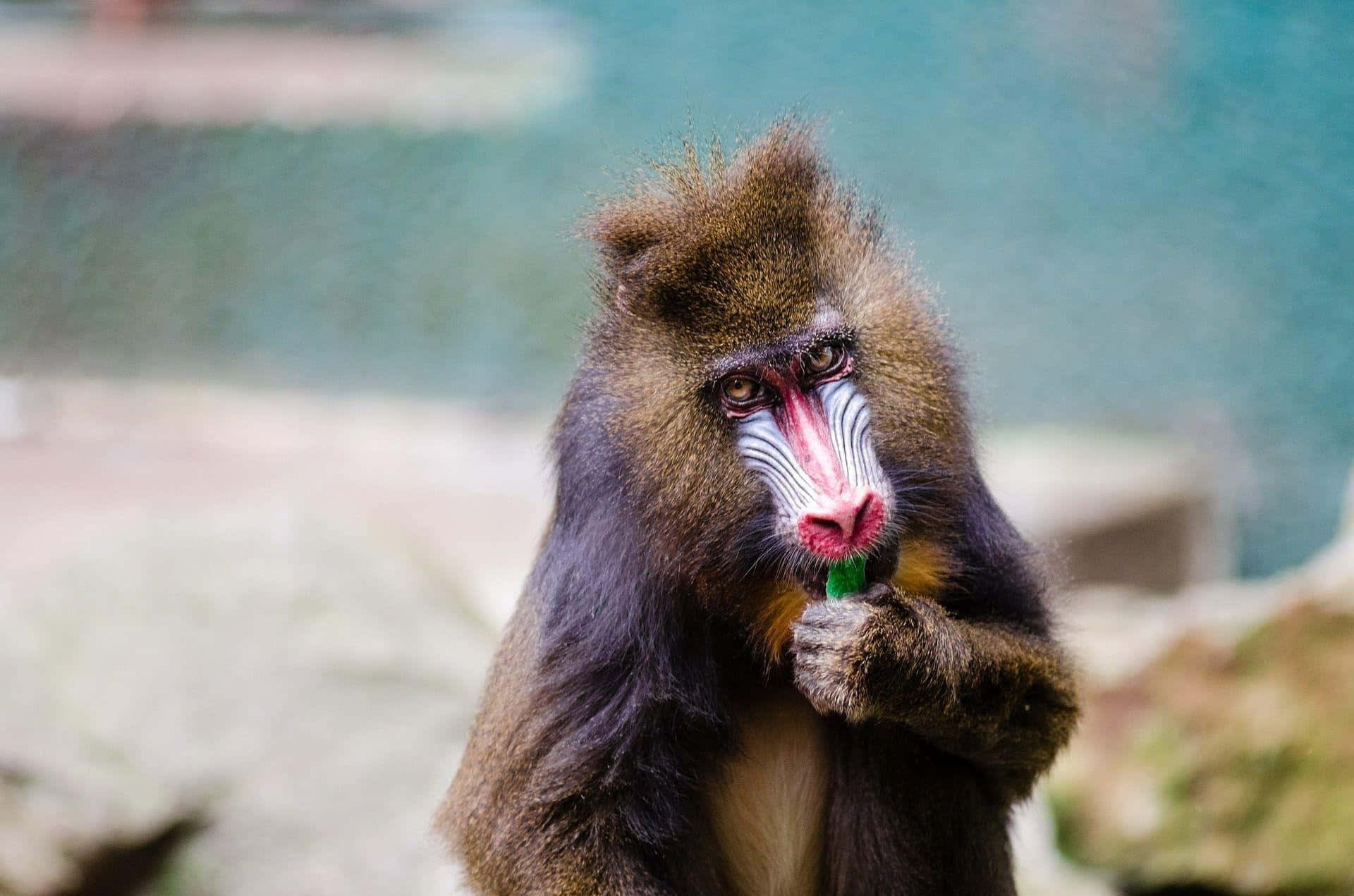 mandrill, red and blue facial markings, green leaf, Full HD Desktop Wallpaper
