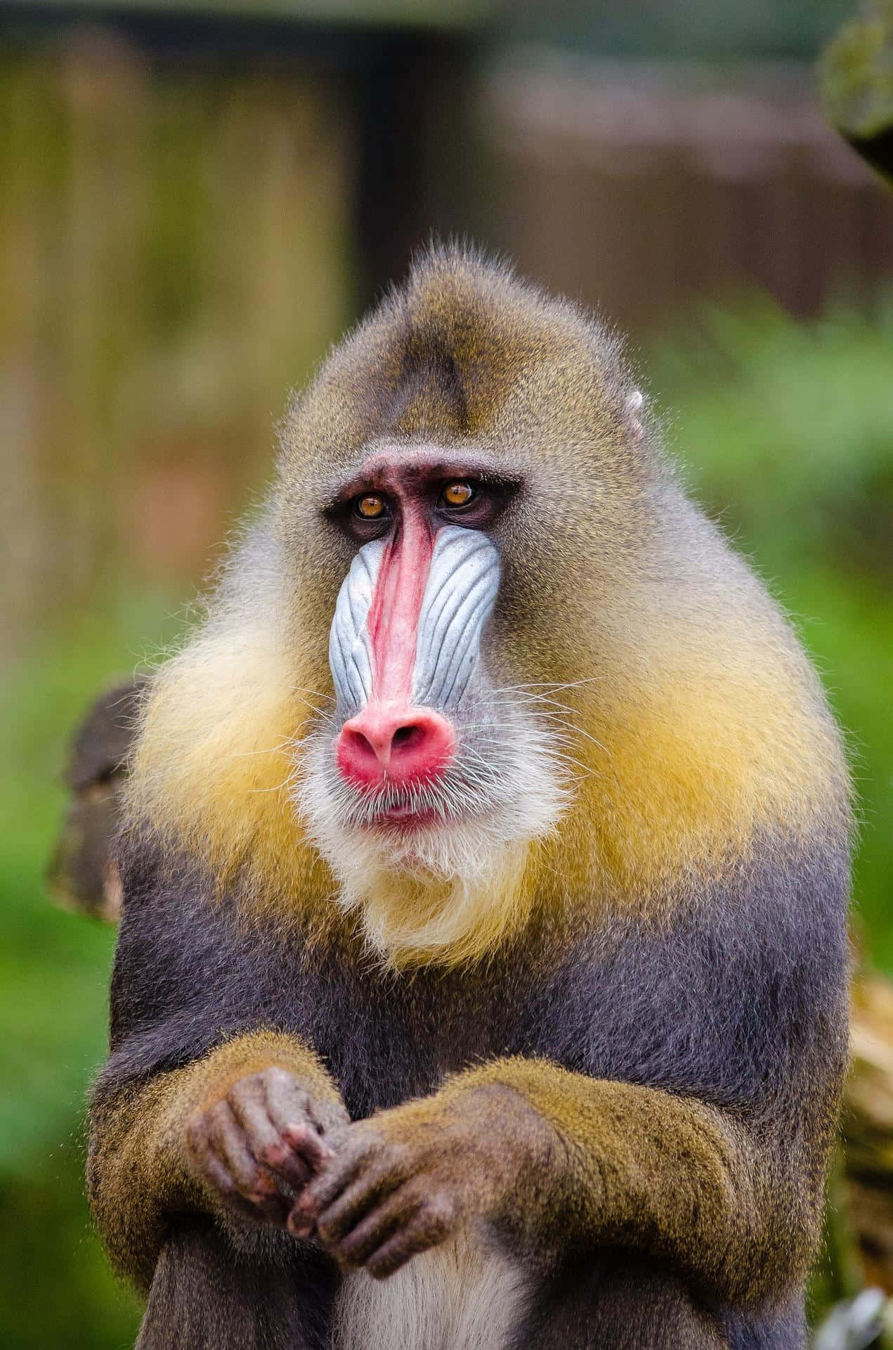 mandrill, vibrant red and blue facial markings, blurred green background, Full HD Phone Wallpaper
