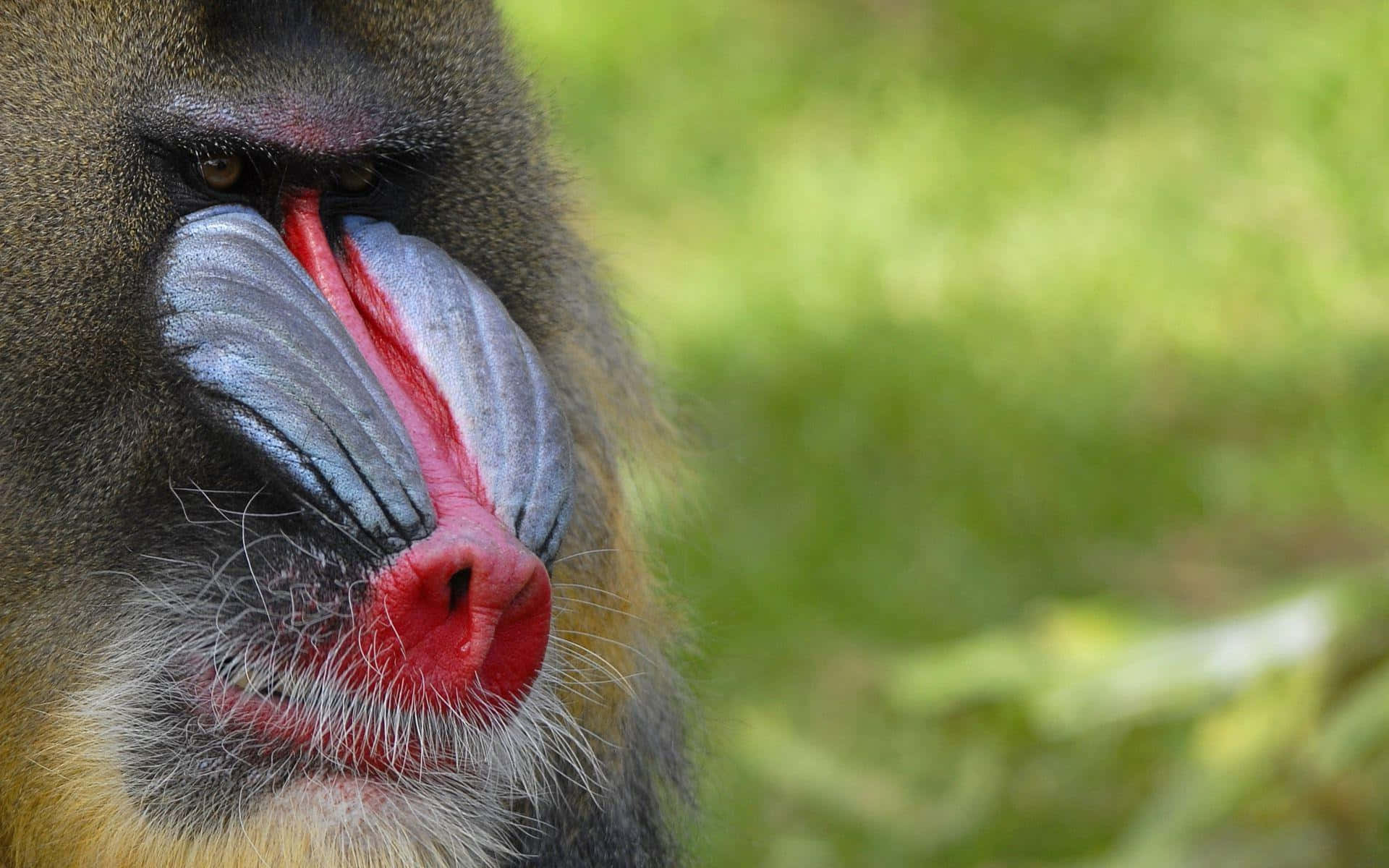 mandrill, vivid red, blue face, Full HD Desktop Wallpaper