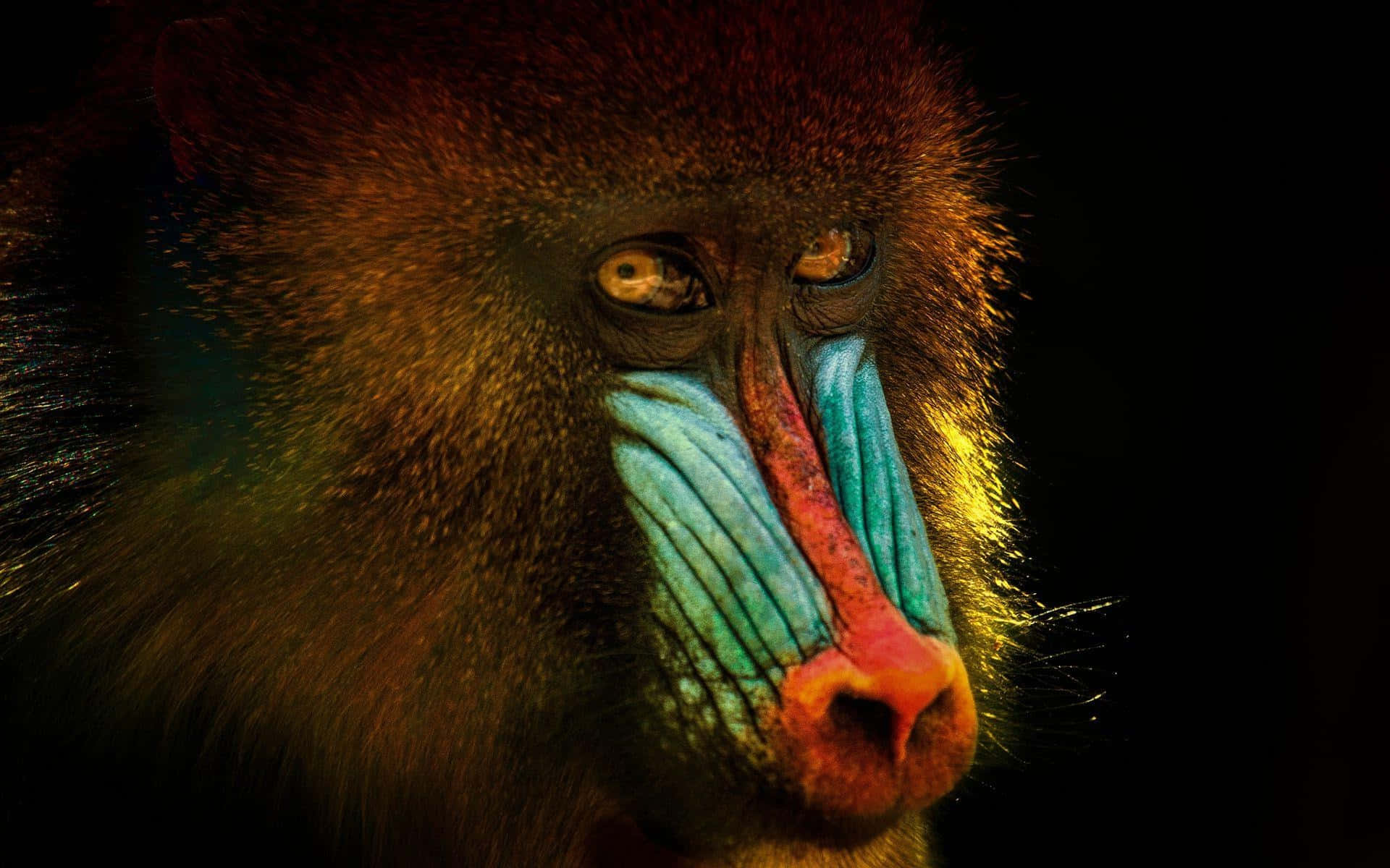 mandrill, blue facial markings, red facial markings, Full HD Desktop Wallpaper