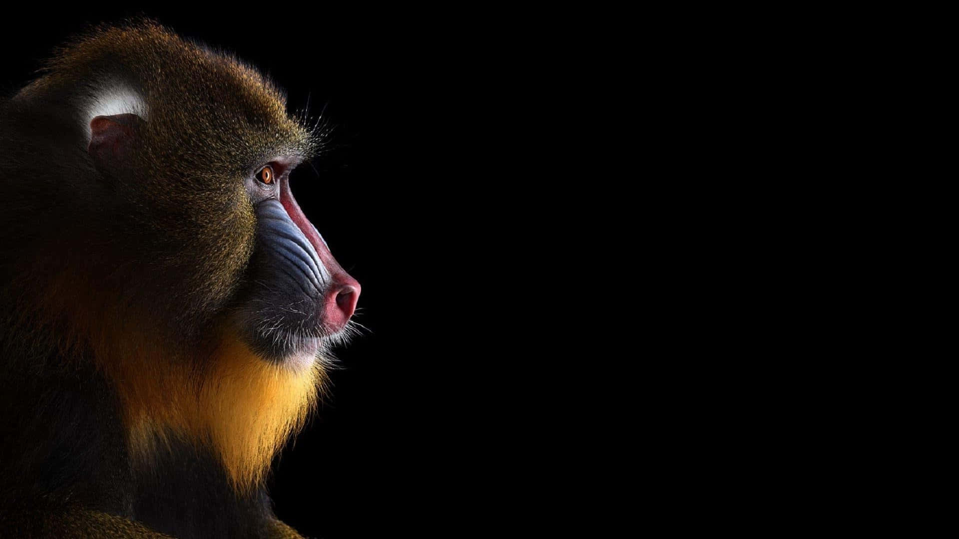 Mandrill, pure black background, vivid facial colors, Full HD Desktop Wallpaper