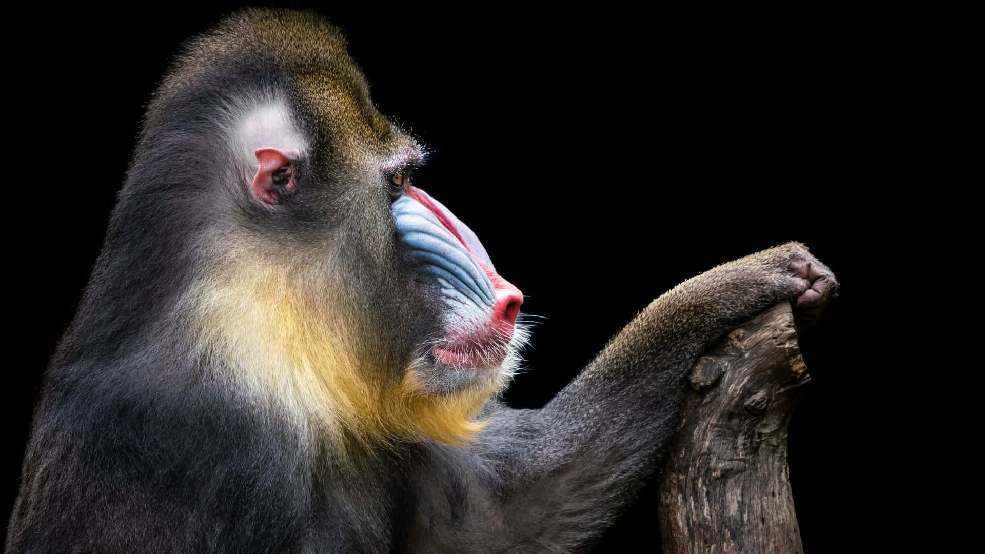 mandrill, blue and red facial markings, branch, Full HD Desktop Wallpaper