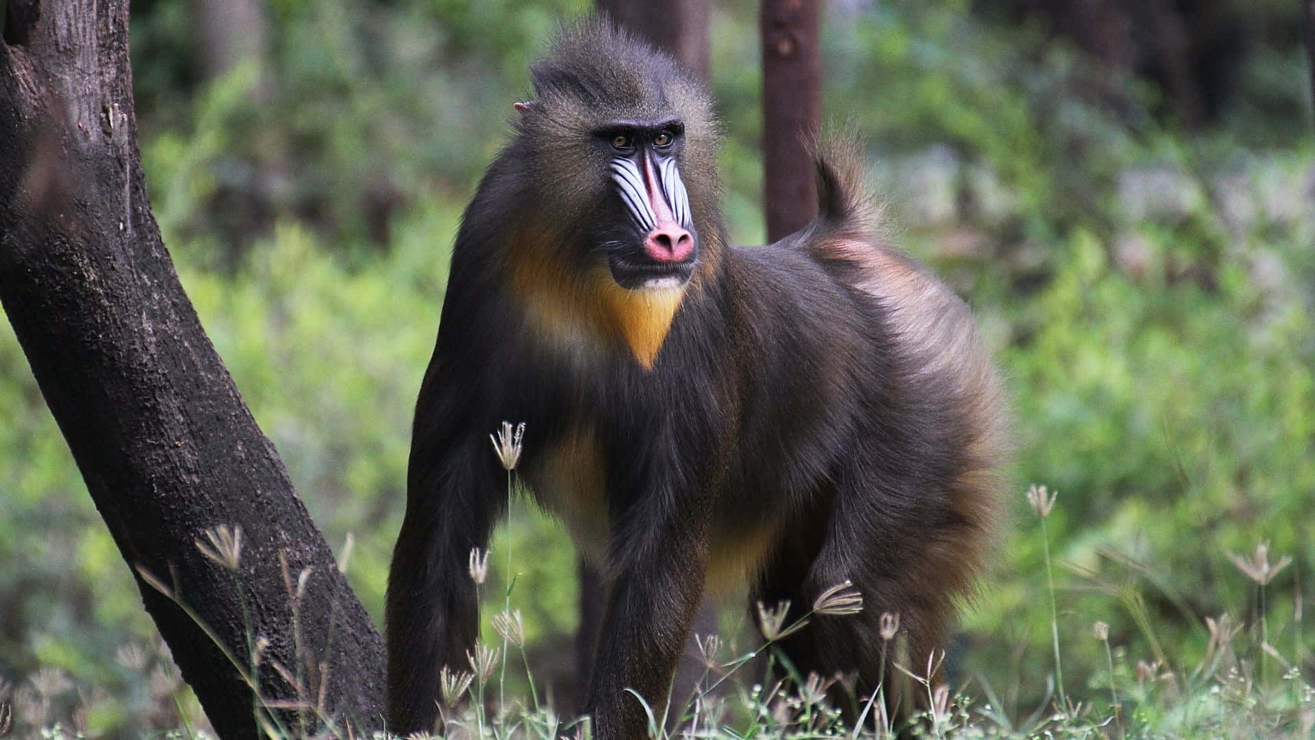 Mandrill, sunlit forest clearing, green foliage, Full HD Desktop Wallpaper
