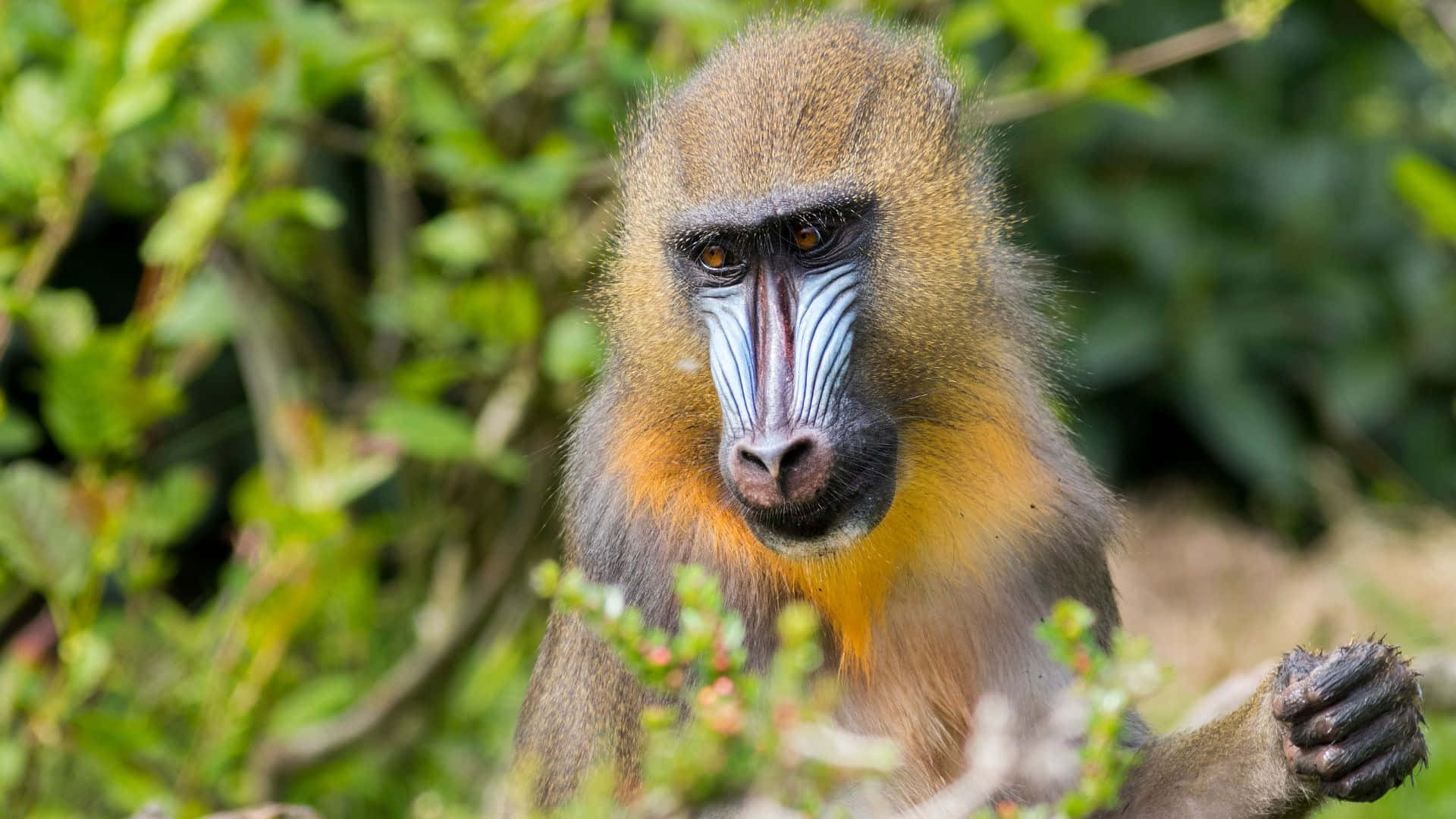 mandrill, vibrant blue, red facial markings, Full HD Desktop Wallpaper