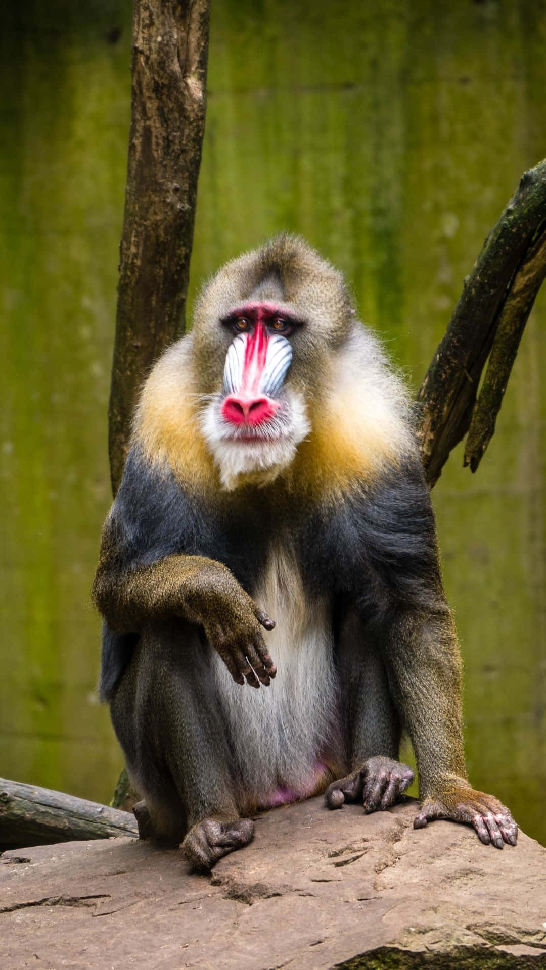 mandrill, red and blue facial markings, mossy green backdrop, Full HD Phone Wallpaper