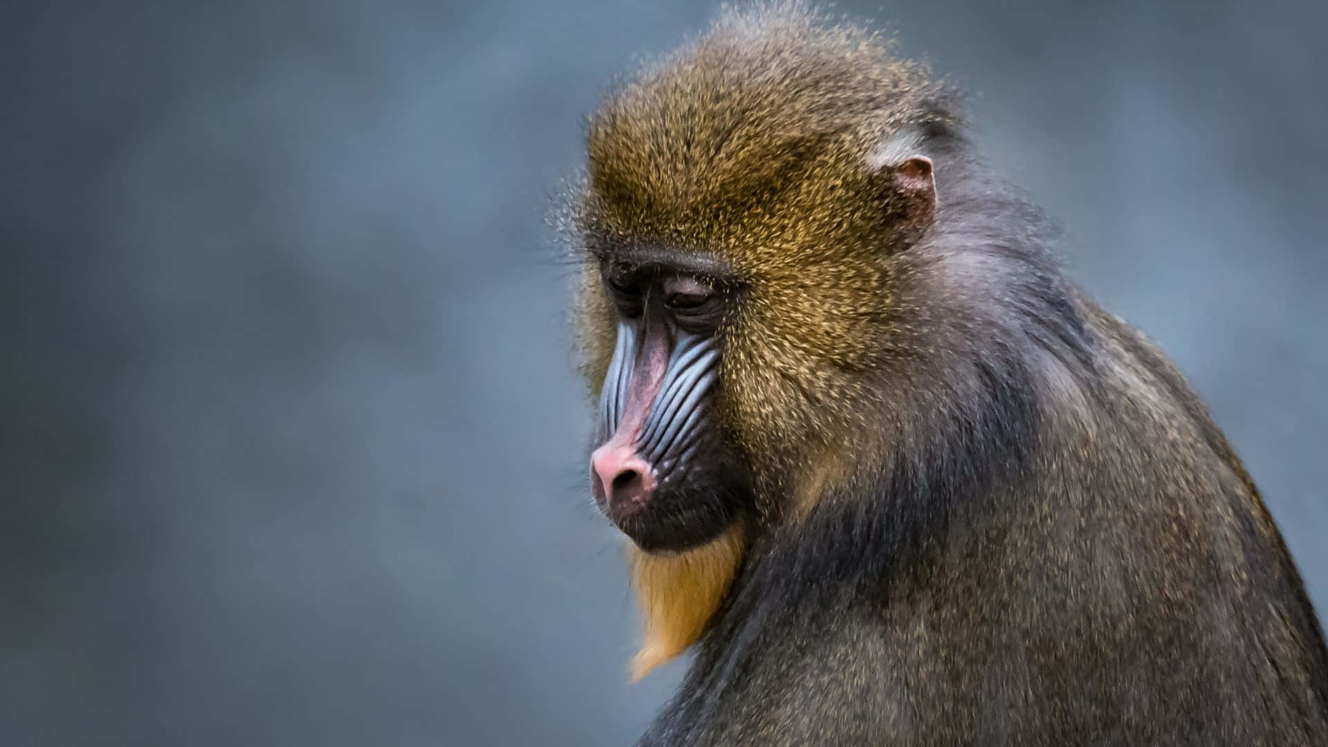 mandrill, blue and red facial markings, muted gray background, Full HD Desktop Wallpaper
