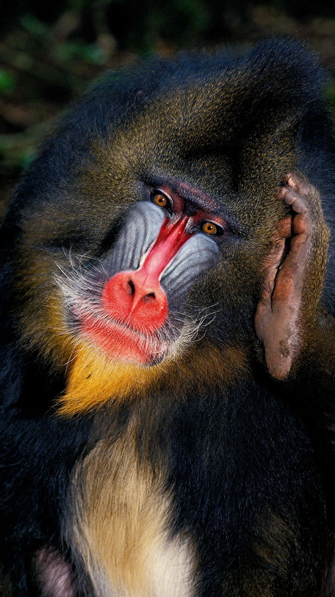 mandrill, vibrant red and blue facial markings, resting its hand on its head, Full HD Phone Wallpaper