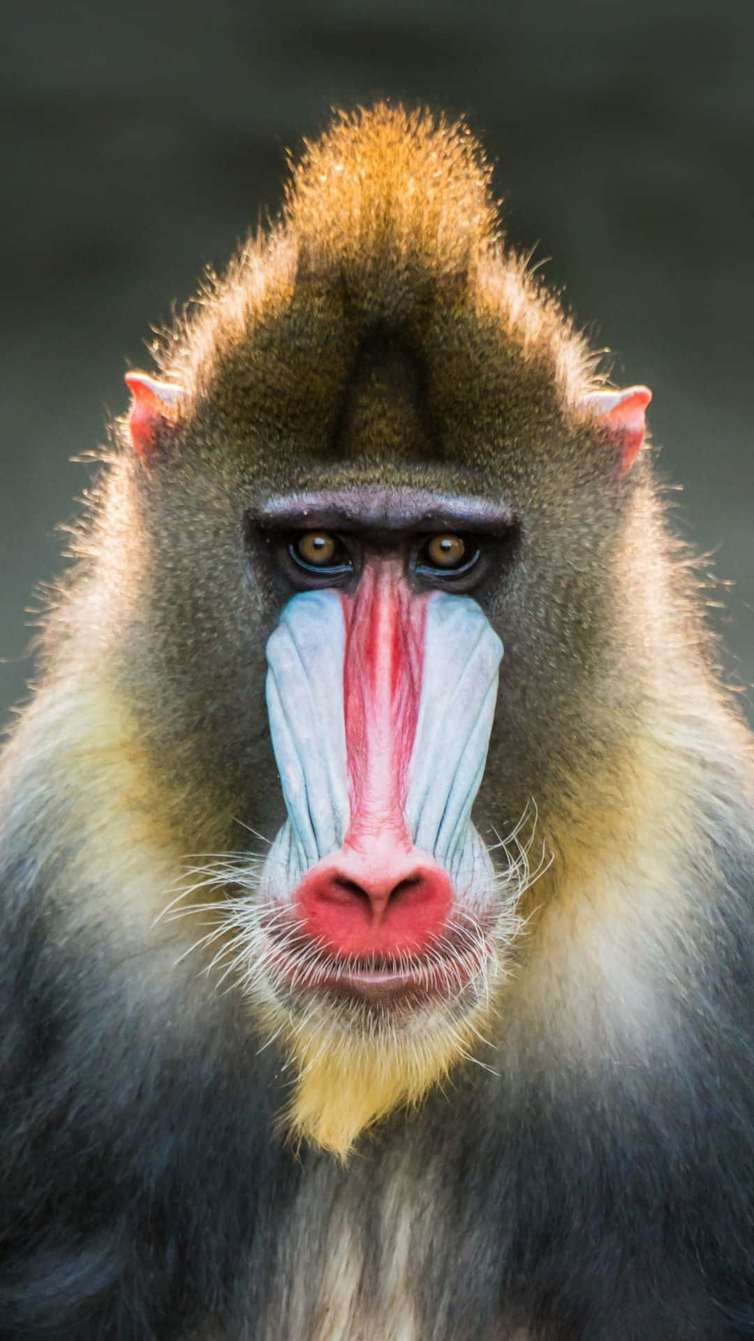 mandrill, red facial markings, blue facial markings, Full HD Phone Wallpaper
