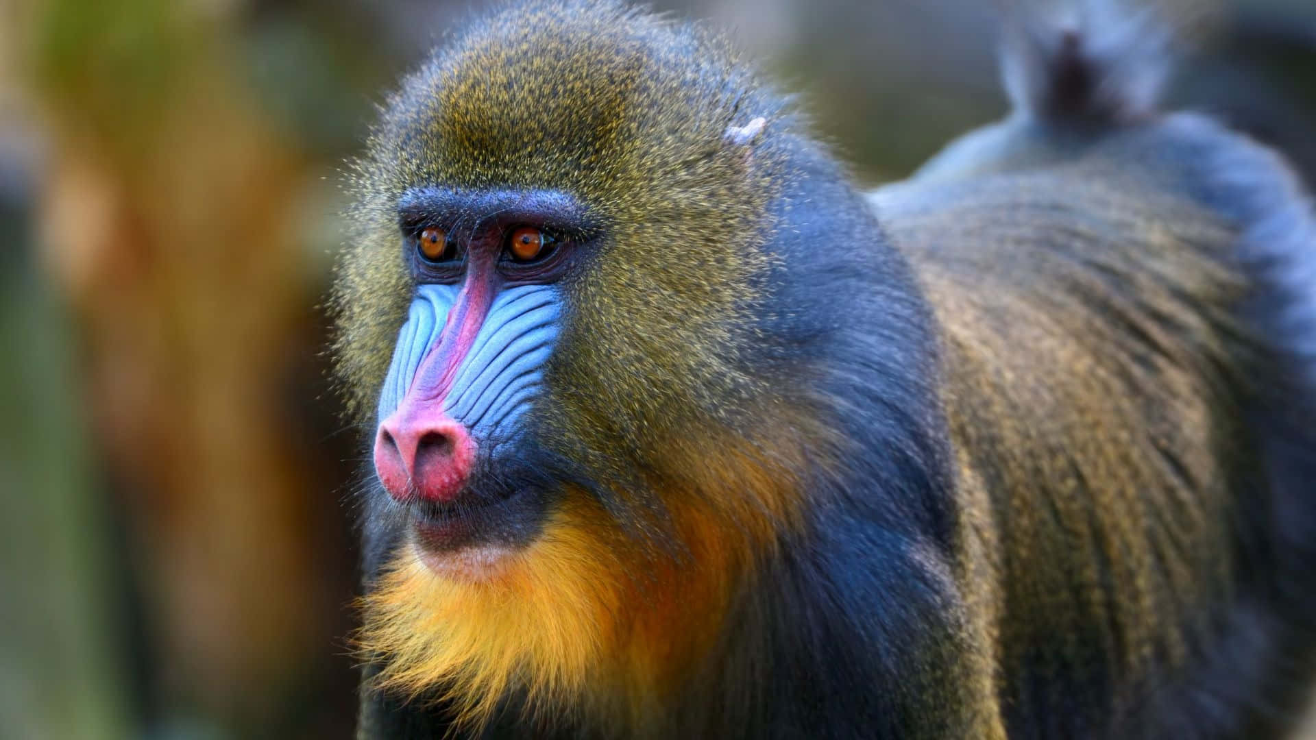 mandrill, vibrant blue and red facial markings, yellow beard, Full HD Desktop Wallpaper