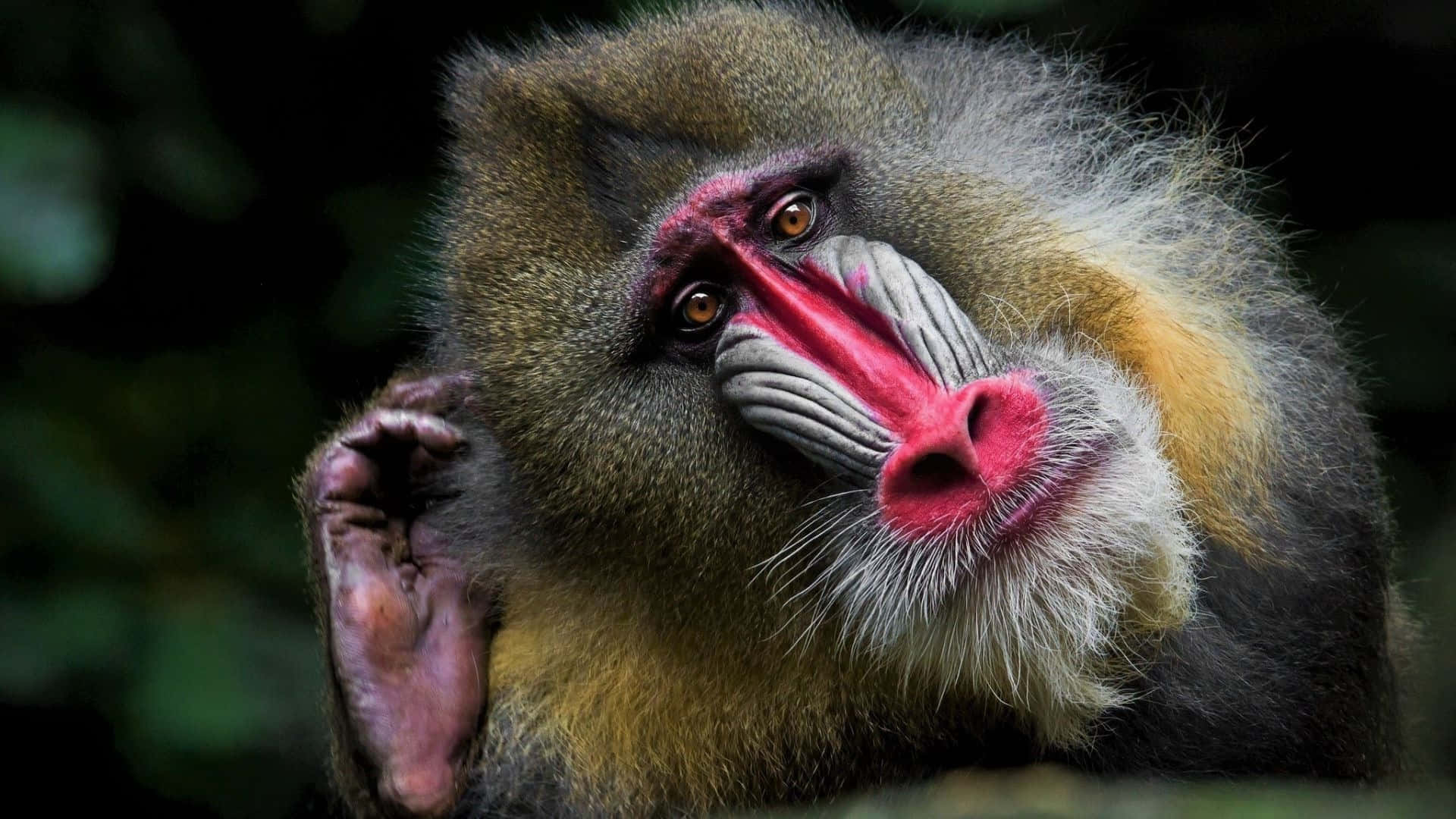 mandrill, vibrant red and blue facial features, expressive eyes, Full HD Desktop Wallpaper