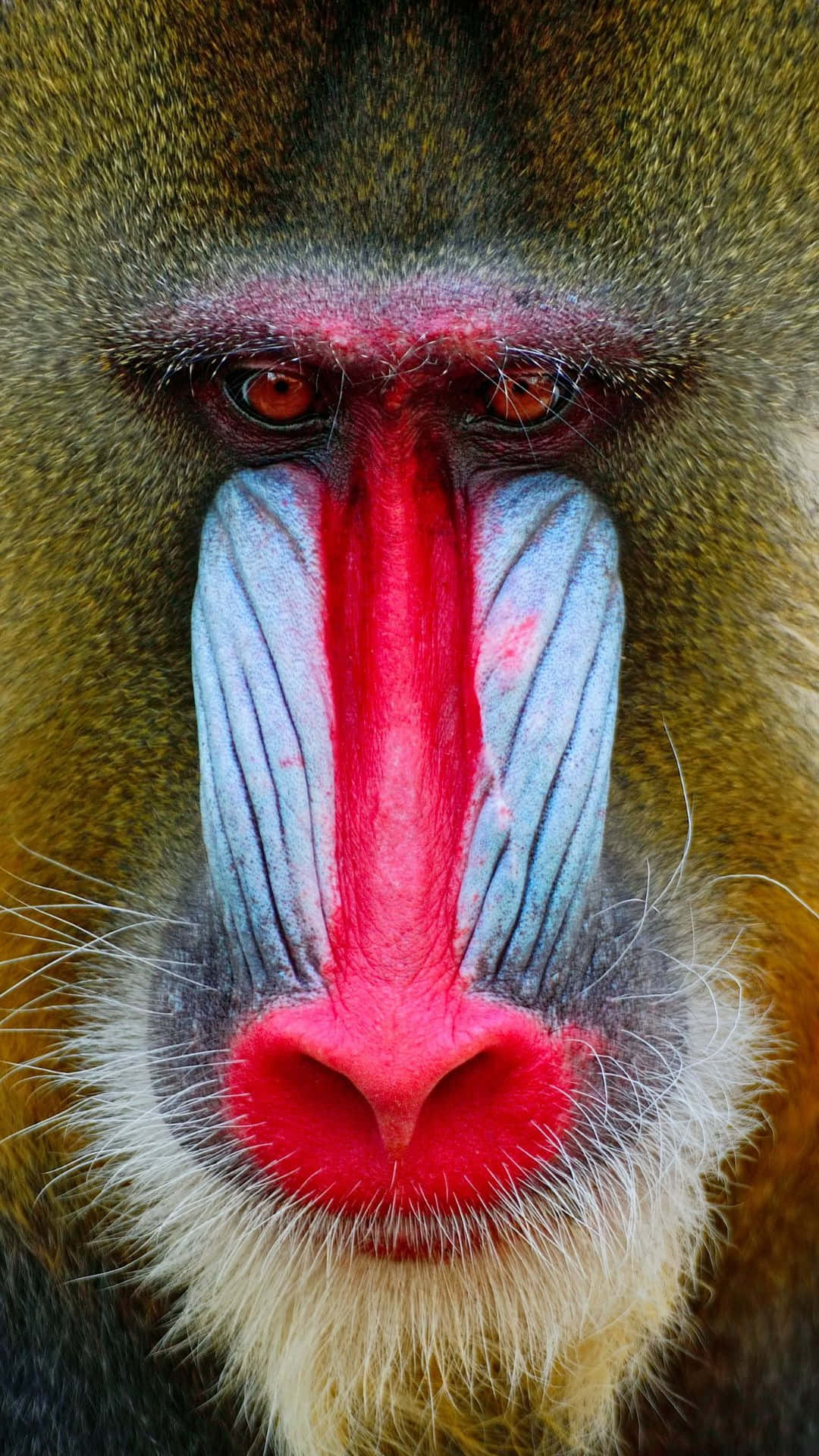 mandrill, red and blue facial features, intense gaze, Full HD Phone Wallpaper