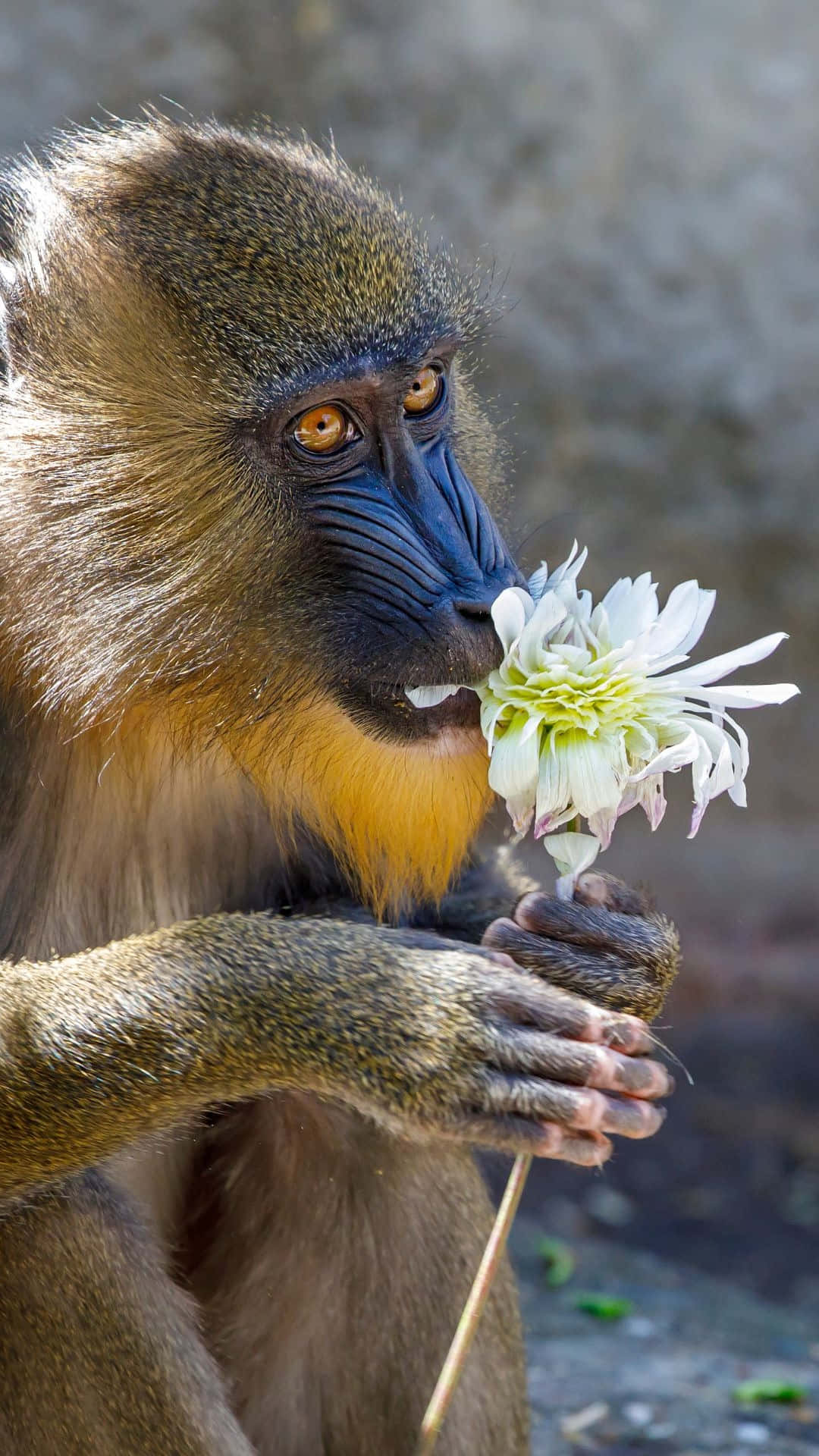 mandrill, white dahlia flower, intense orange eyes, Full HD Phone Wallpaper