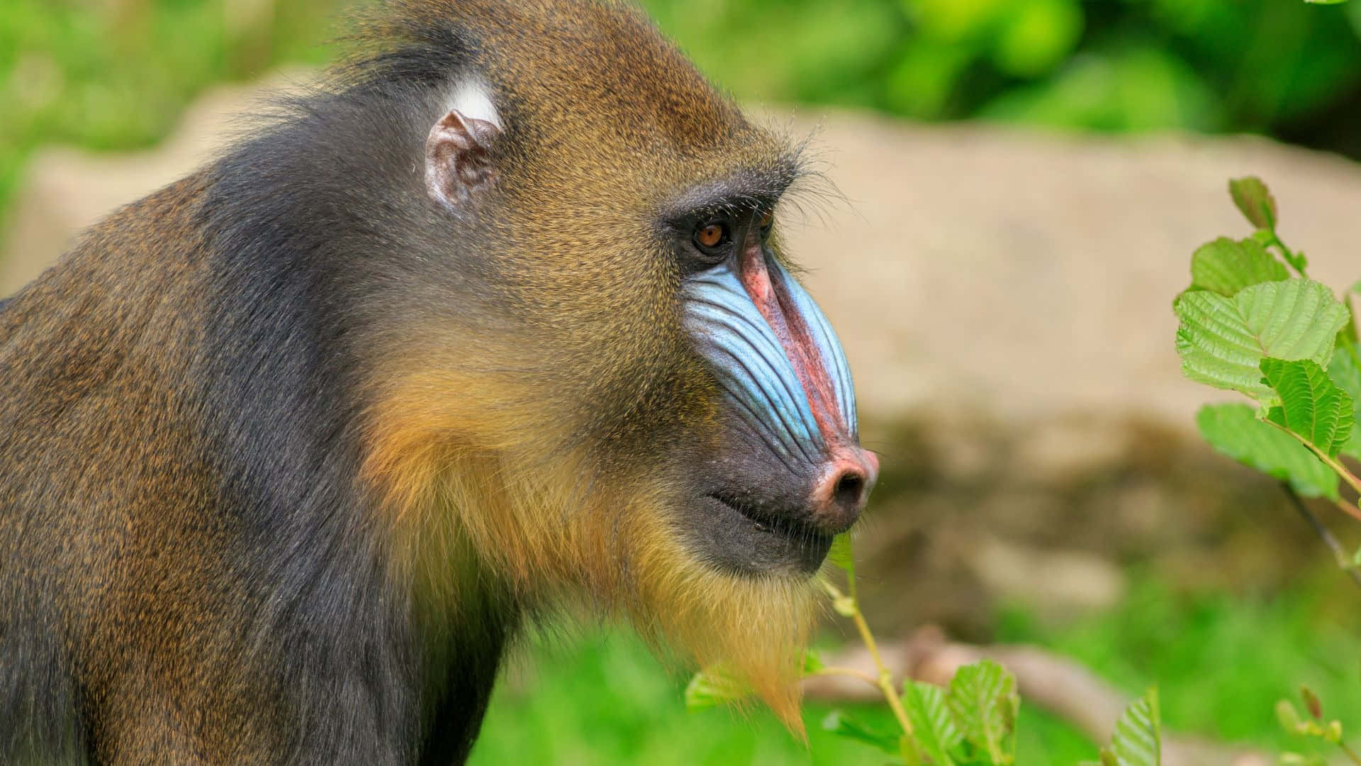 mandrill, vibrant blue and red facial markings, lush green foliage, Full HD Desktop Wallpaper