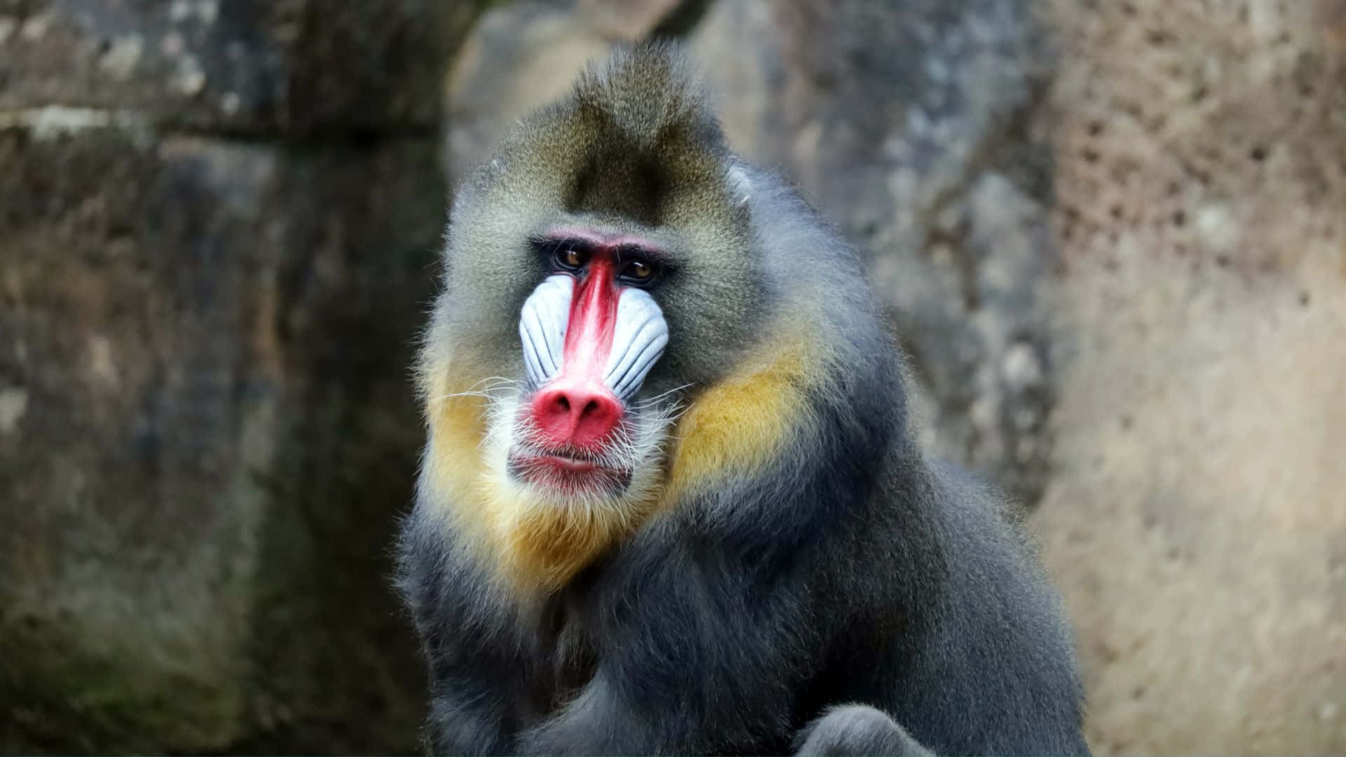 mandrill, red and blue facial markings, close-up, Full HD Desktop Wallpaper