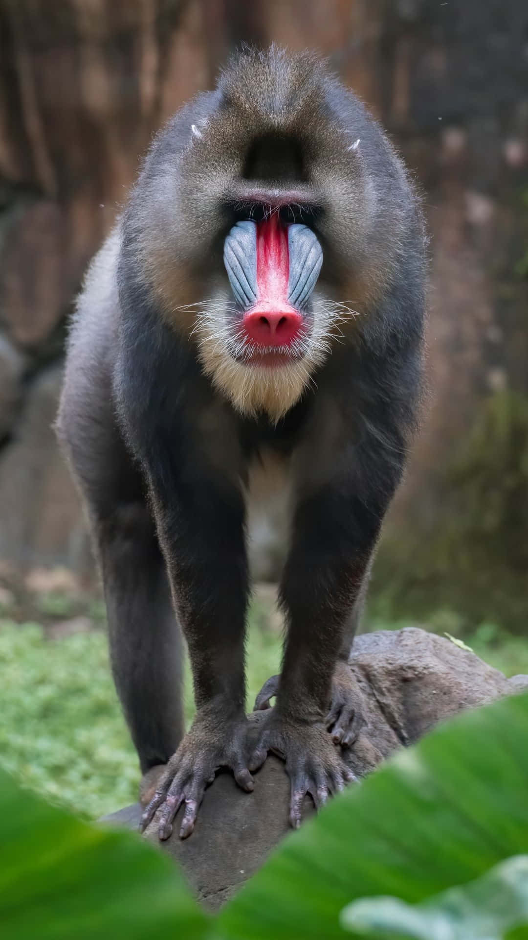 Mandrill, vivid red and blue facial markings, rock, Full HD Phone Wallpaper