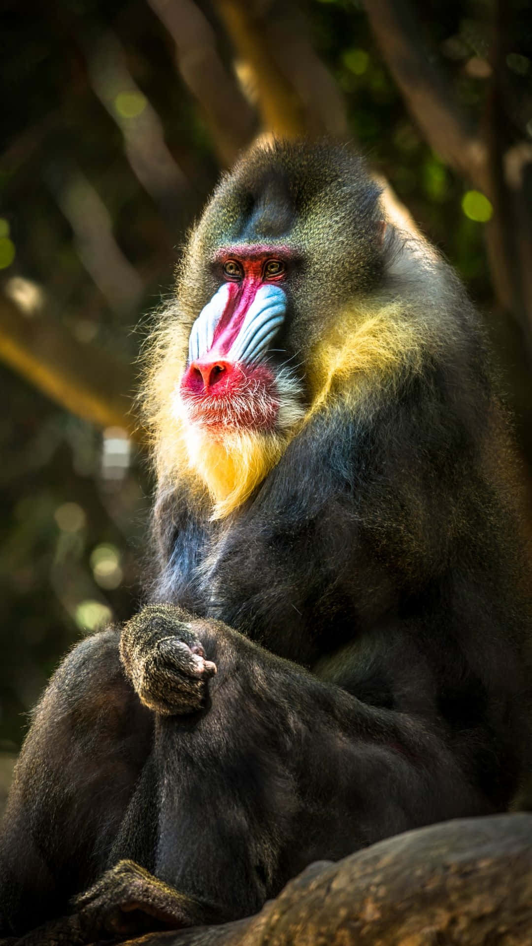 mandrill, vibrant red blue and yellow facial markings, tree branch, Full HD Phone Wallpaper