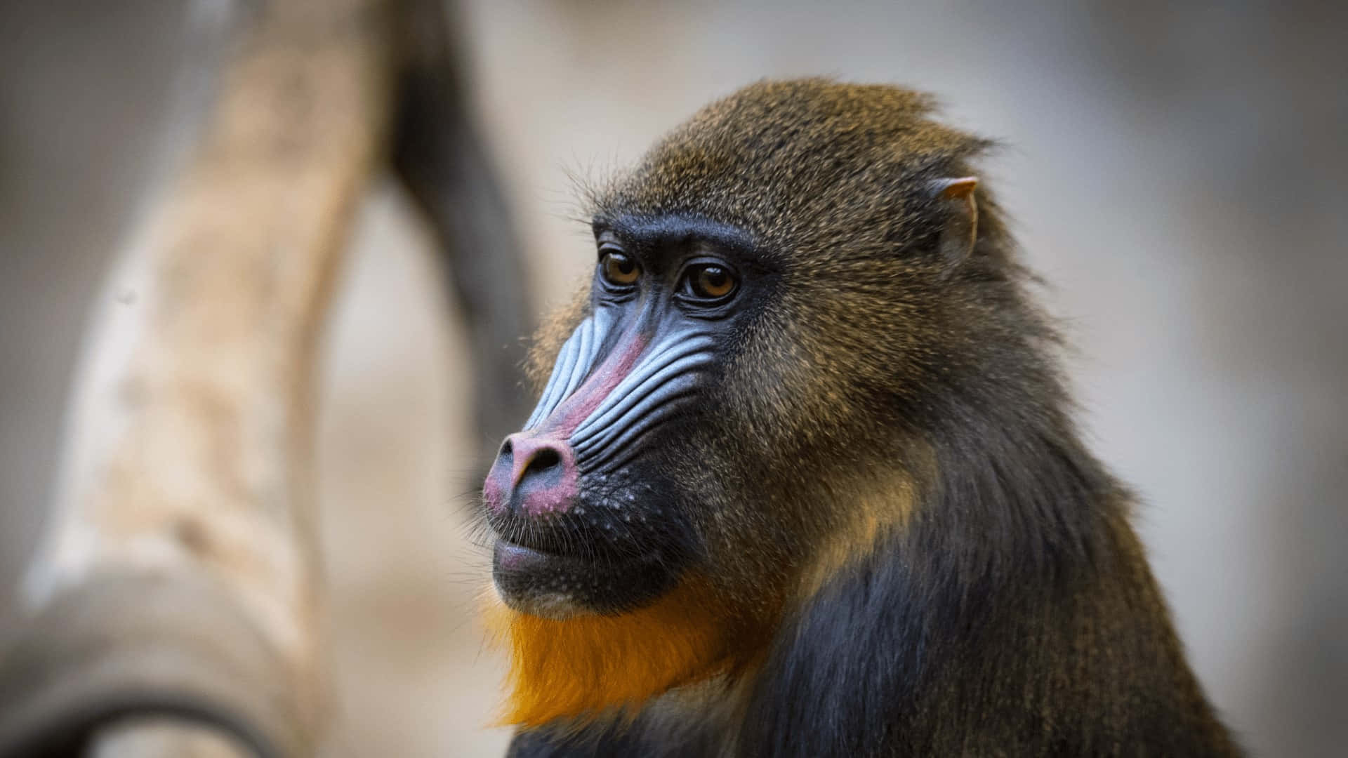 mandrill, blue and red facial markings, golden chest fur, Full HD Desktop Wallpaper