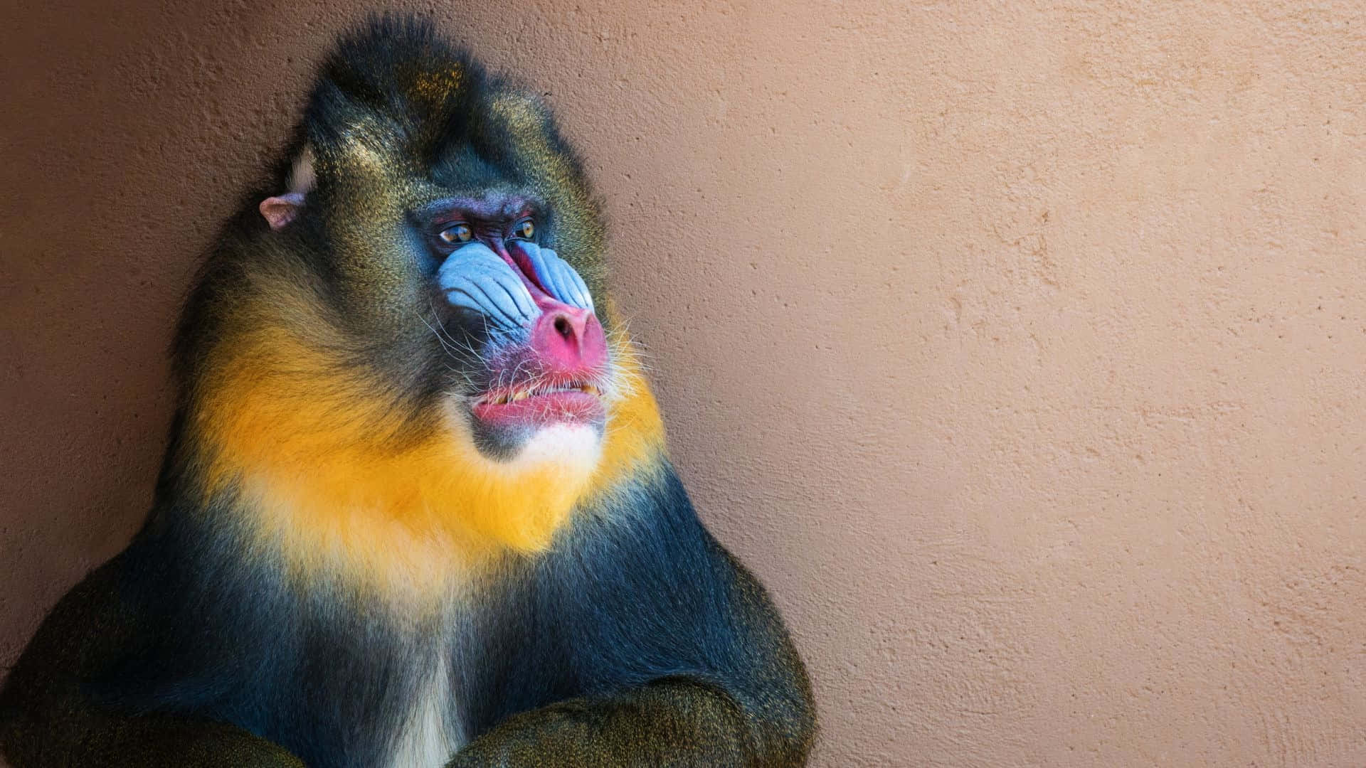 colorful mandrill, vibrant blue pink and yellow fur, textured beige wall, Full HD Desktop Wallpaper