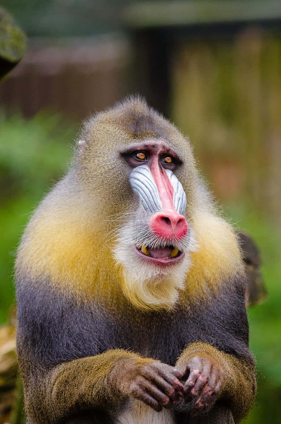 colorful mandrill, vibrant red and blue facial markings, yellow chest fur, HD Phone Wallpaper