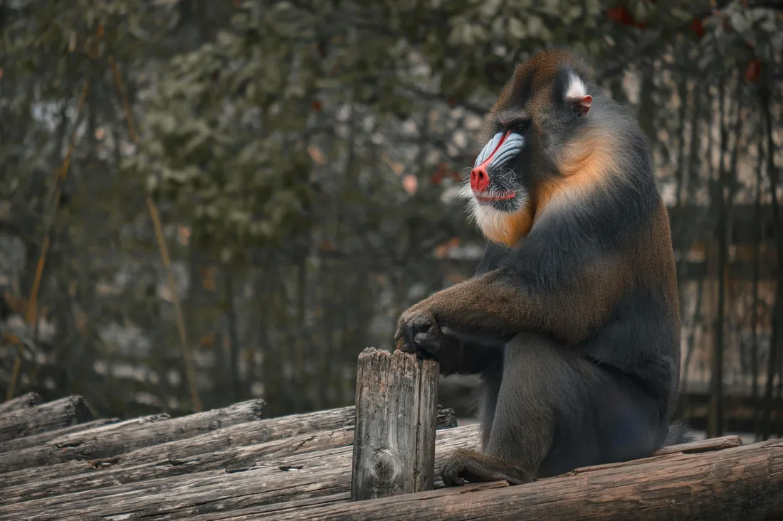 Mandurah