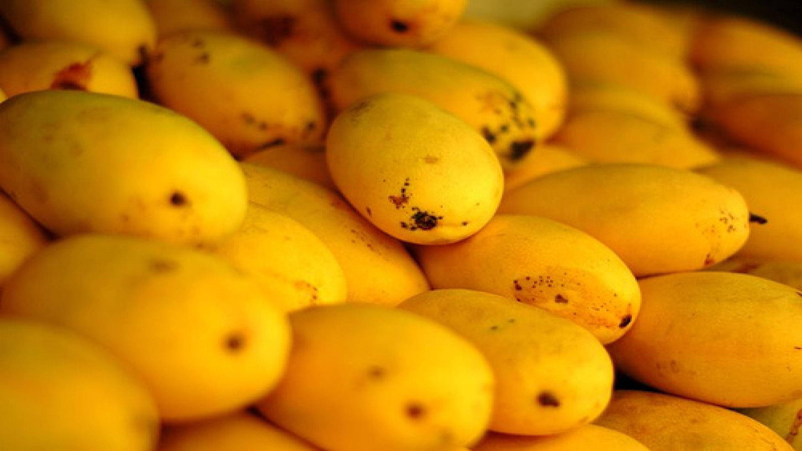 ripe yellow mangoes, soft lighting, natural imperfections, 2K Desktop Wallpaper