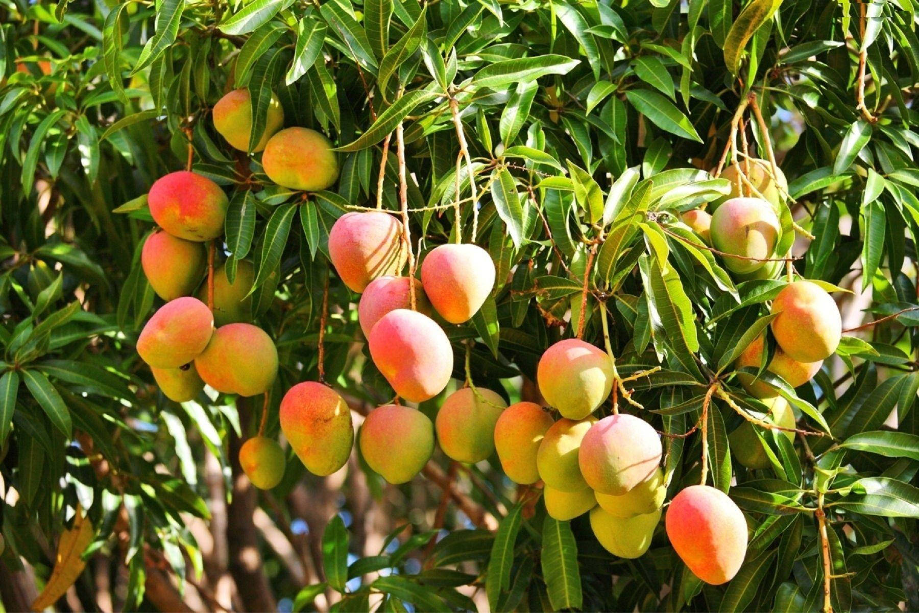 red mango tree, ripe mangoes, lush green tree, HD Desktop Wallpaper