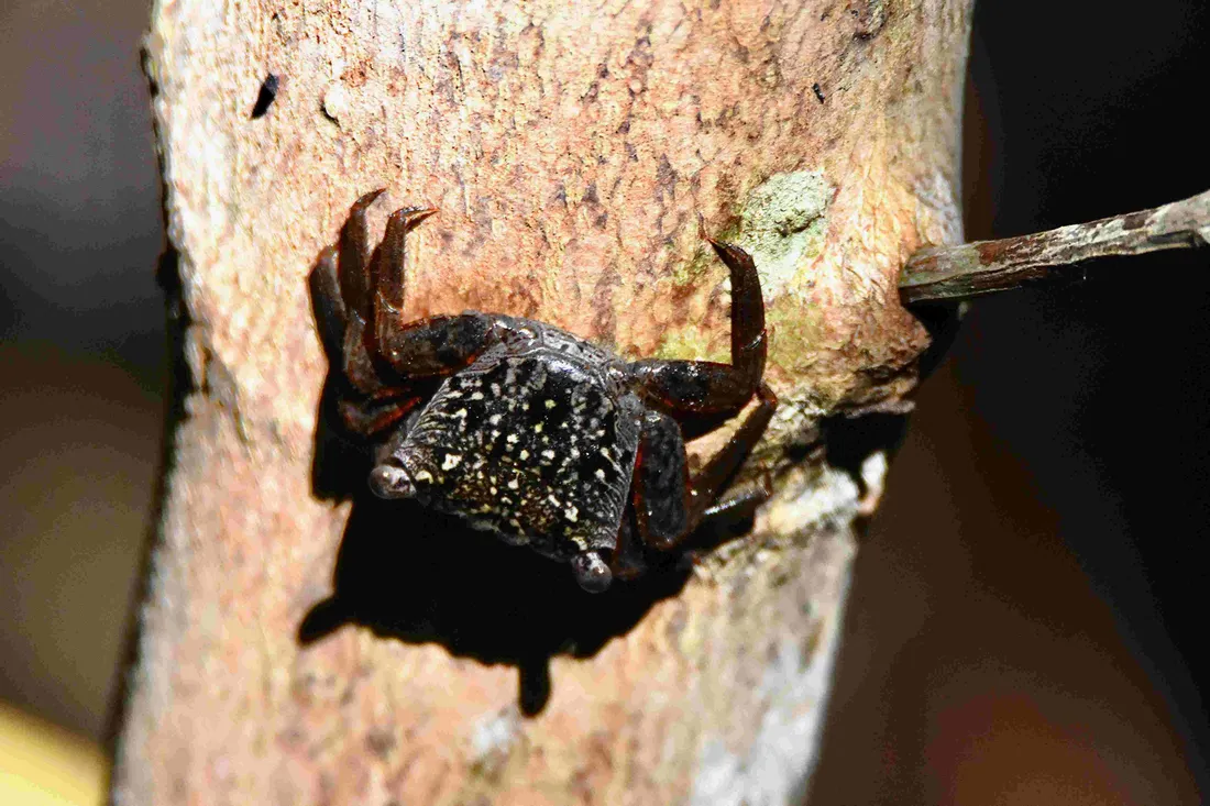Mangrove Crab