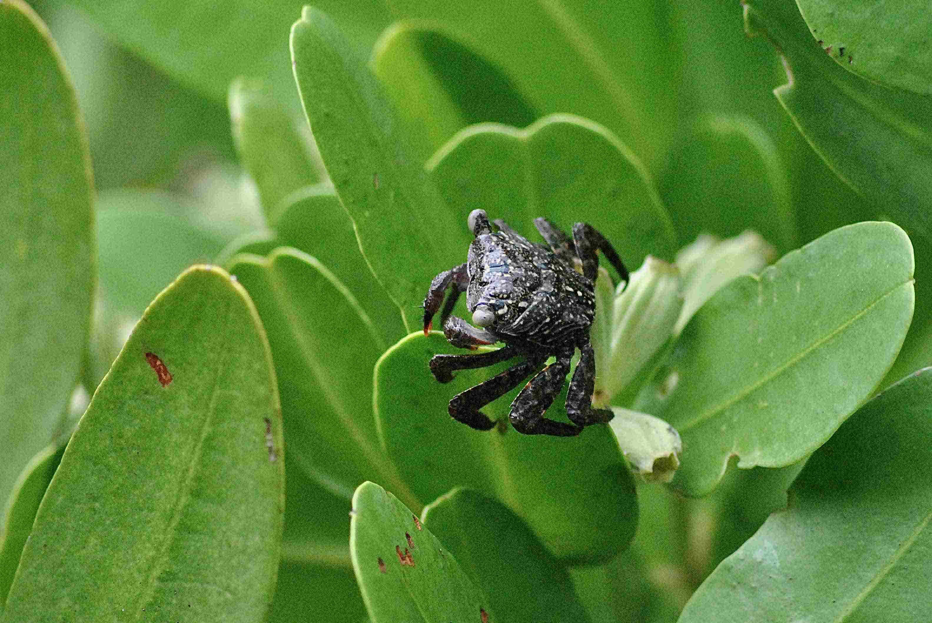 Mangrove Crab, vibrant green mangrove leaves, lush tropical setting, 2K Desktop Wallpaper