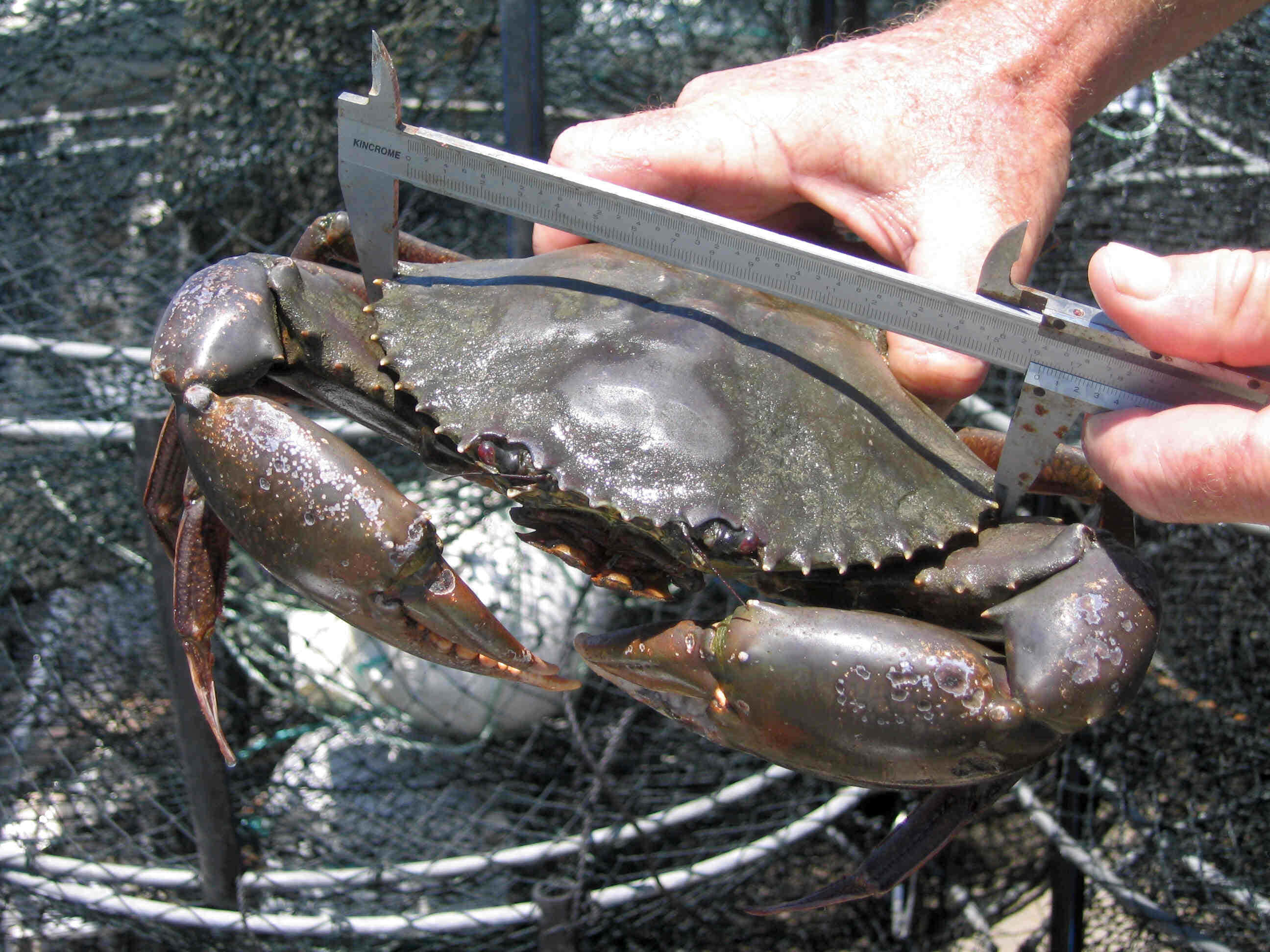 Mangrove Crab, caliper, blue crab, 2K Desktop Wallpaper