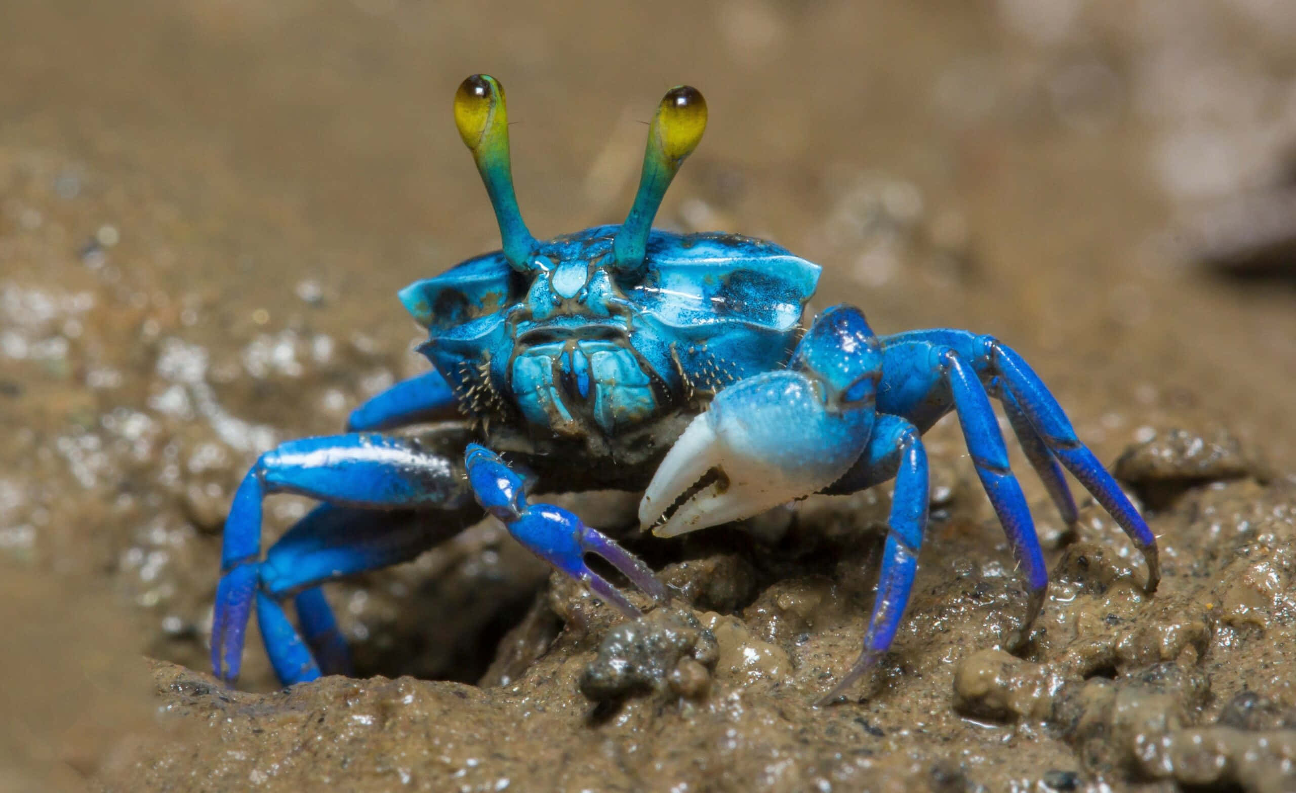 vibrant blue mangrove crab, yellow-tipped antennae, wet muddy ground, 2K Desktop Wallpaper
