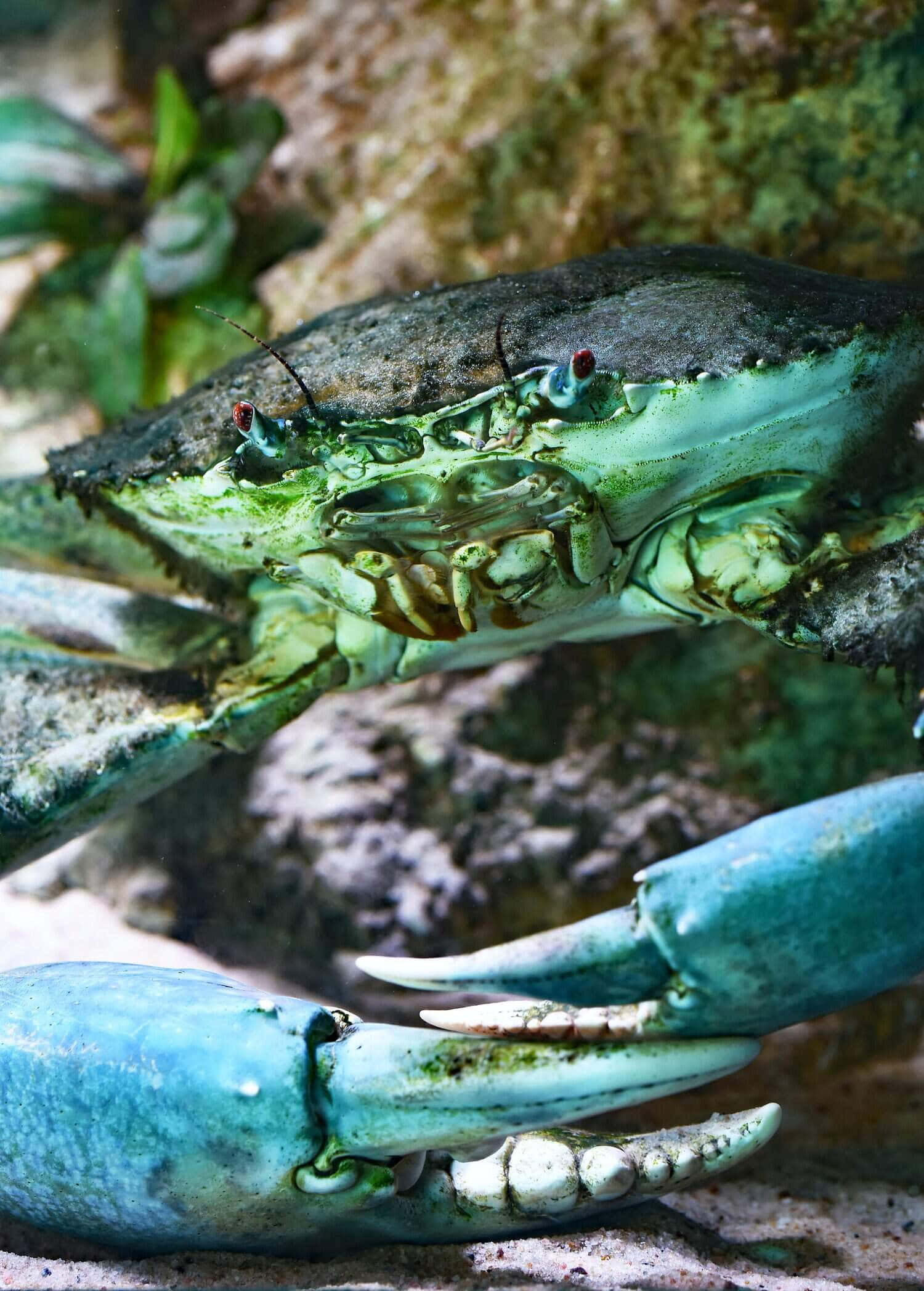 Mangrove Crab, vibrant blue claws, red eyes, Full HD Phone Wallpaper