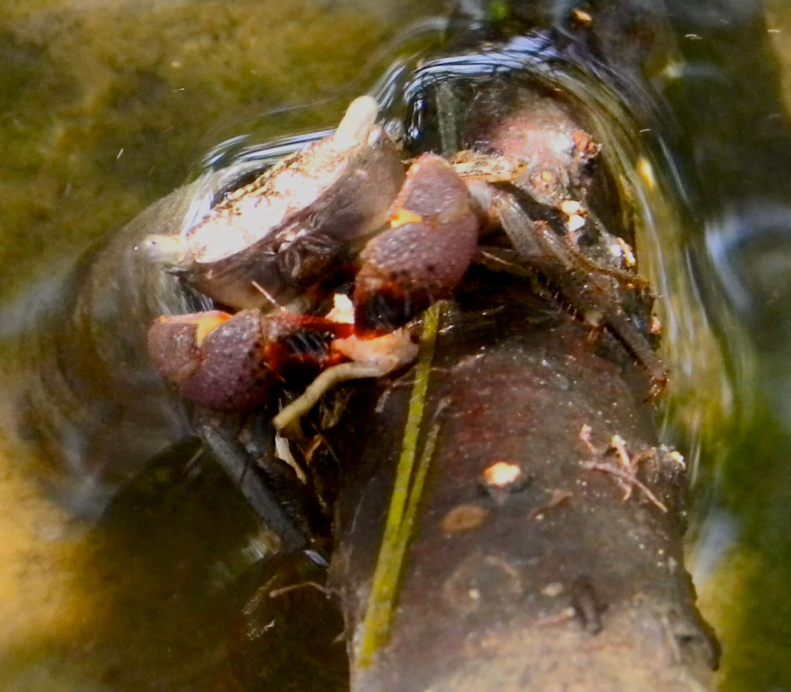 Mangrove Crab, purple crab, mossy branch, HD Desktop Wallpaper