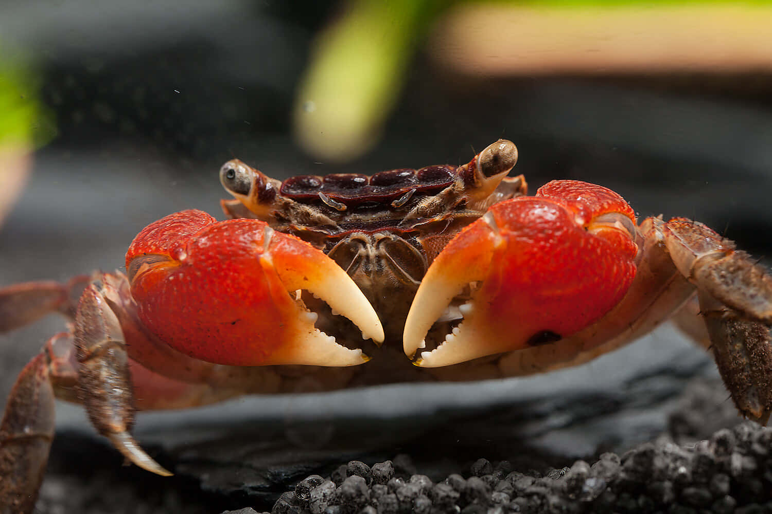 Mangrove Crab, bright red claws, dark shell, HD Desktop Wallpaper